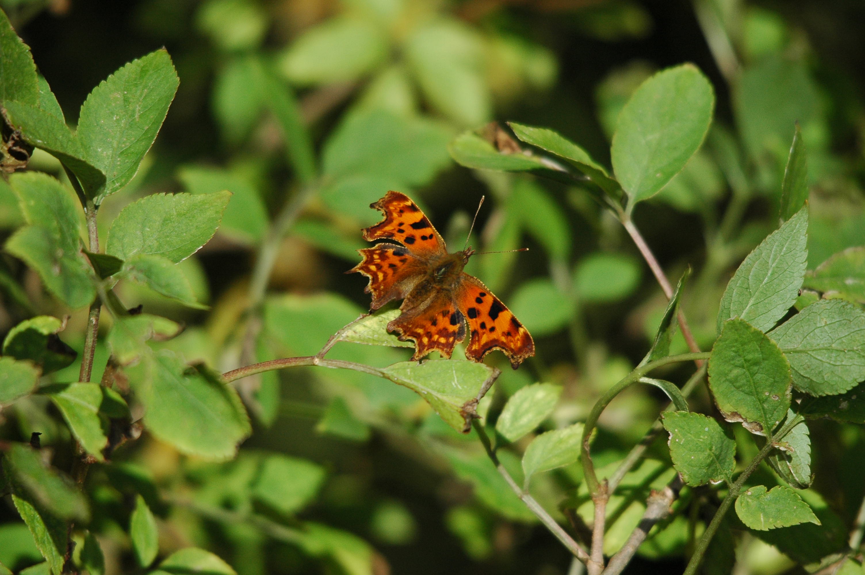 photos/wildlife/Invertebrate_Species/Butterflies/Comma/dsc_3459.jpg