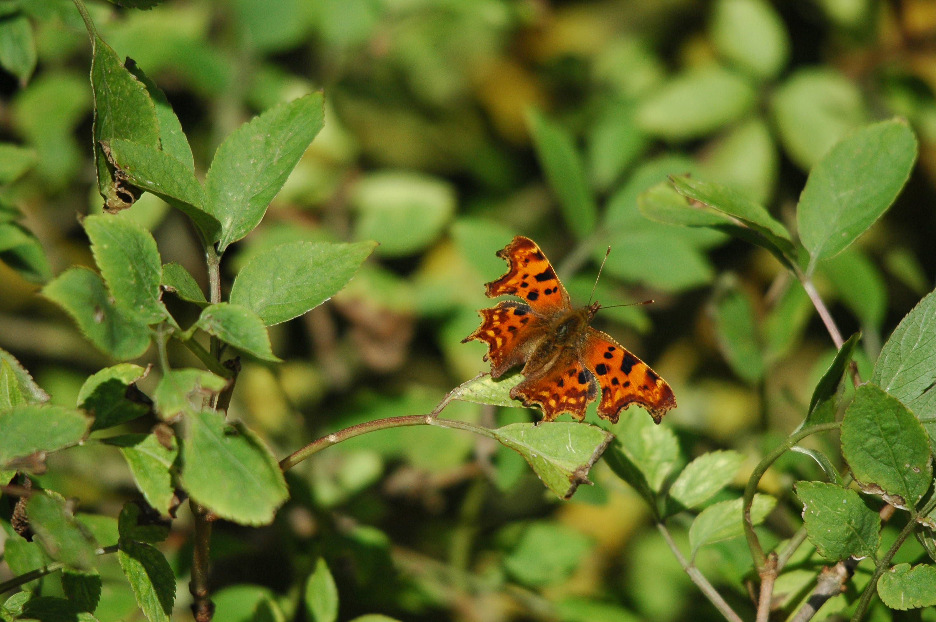 photos/wildlife/Invertebrate_Species/Butterflies/Comma/dsc_3461.jpg