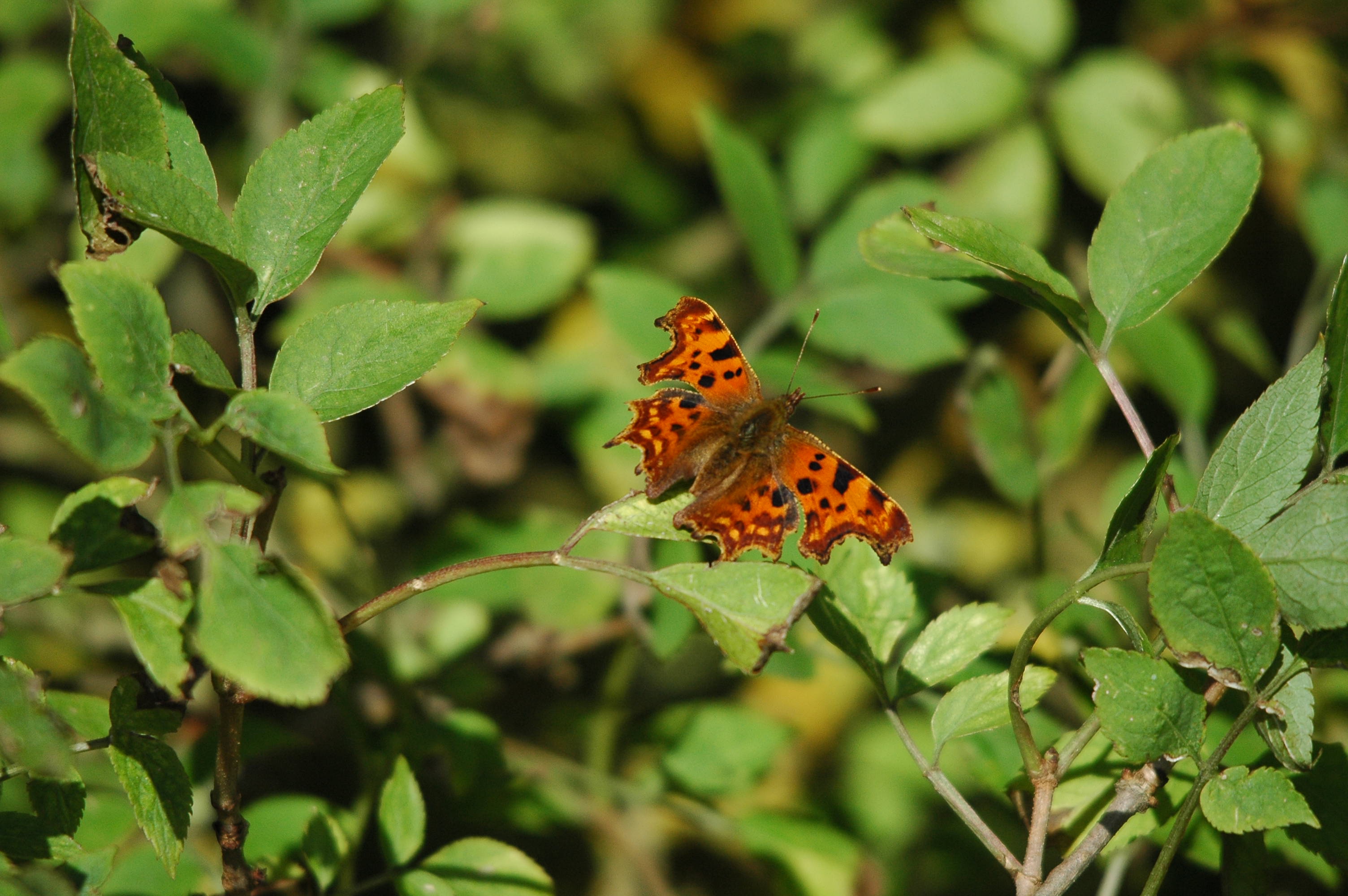 photos/wildlife/Invertebrate_Species/Butterflies/Comma/dsc_3462.jpg