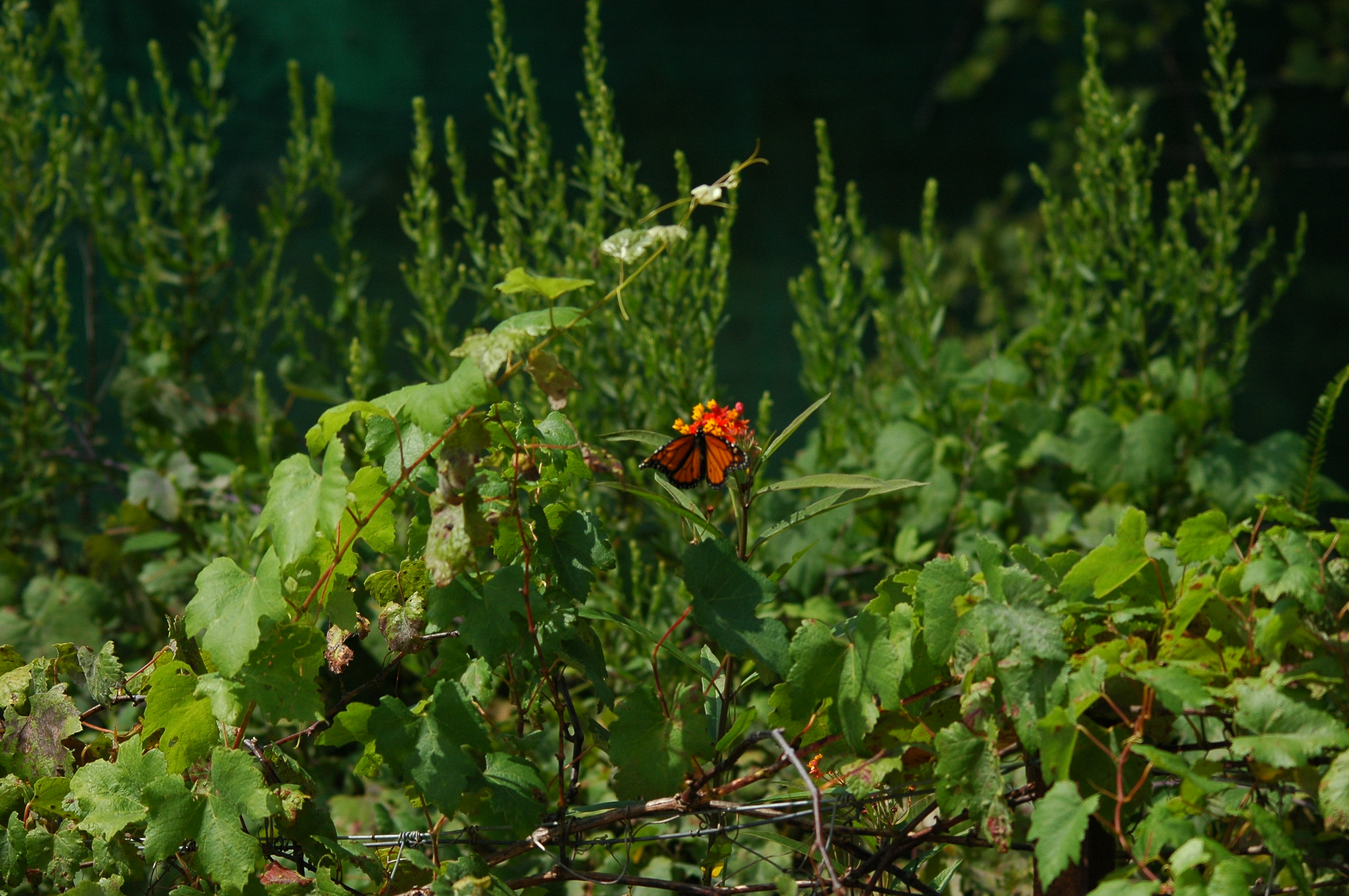 photos/wildlife/Invertebrate_Species/Butterflies/Monarch/dsc_0328.jpg