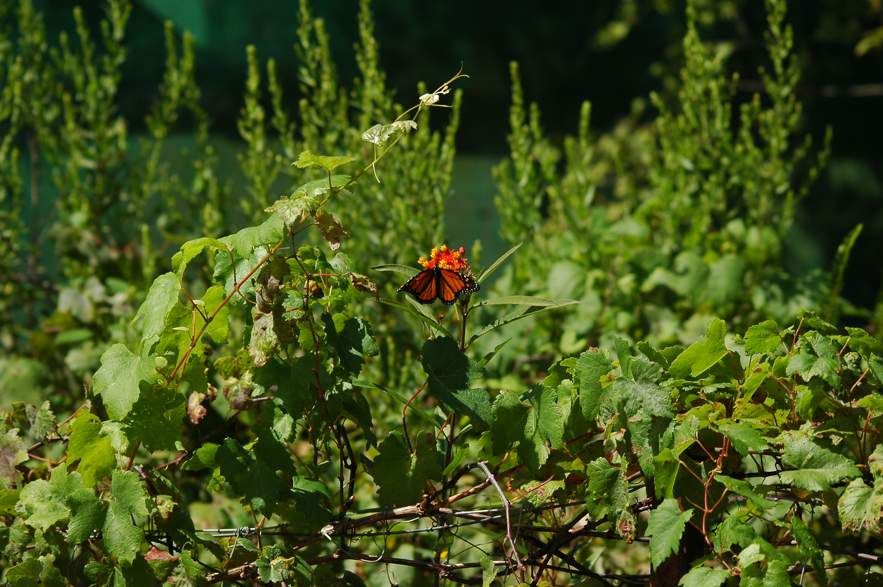 photos/wildlife/Invertebrate_Species/Butterflies/Monarch/dsc_0329.jpg