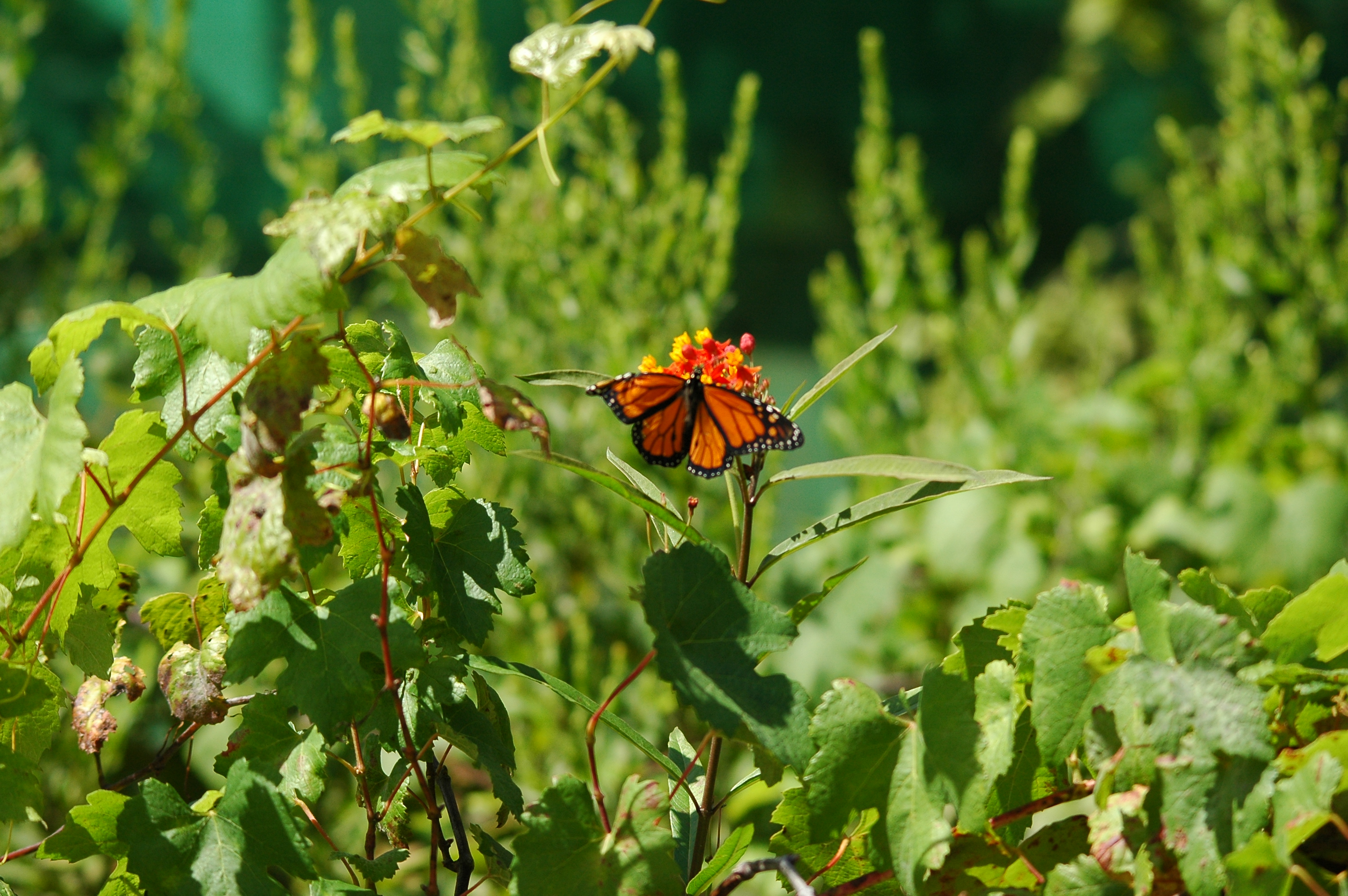 photos/wildlife/Invertebrate_Species/Butterflies/Monarch/dsc_0330.jpg