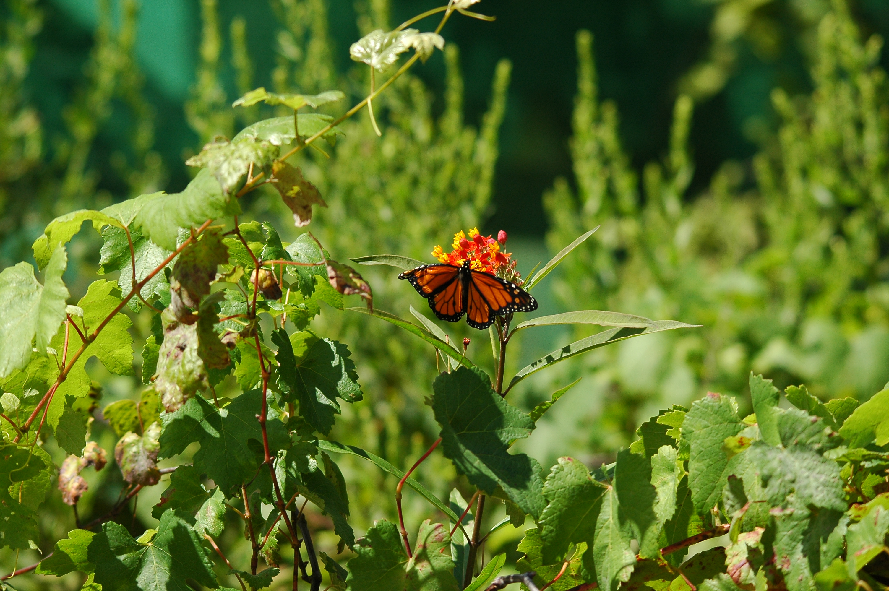 photos/wildlife/Invertebrate_Species/Butterflies/Monarch/dsc_0331.jpg