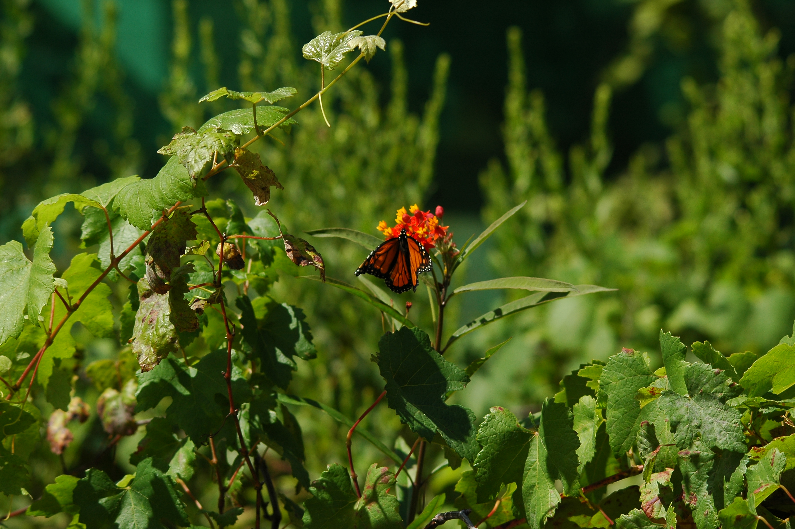 photos/wildlife/Invertebrate_Species/Butterflies/Monarch/dsc_0332.jpg