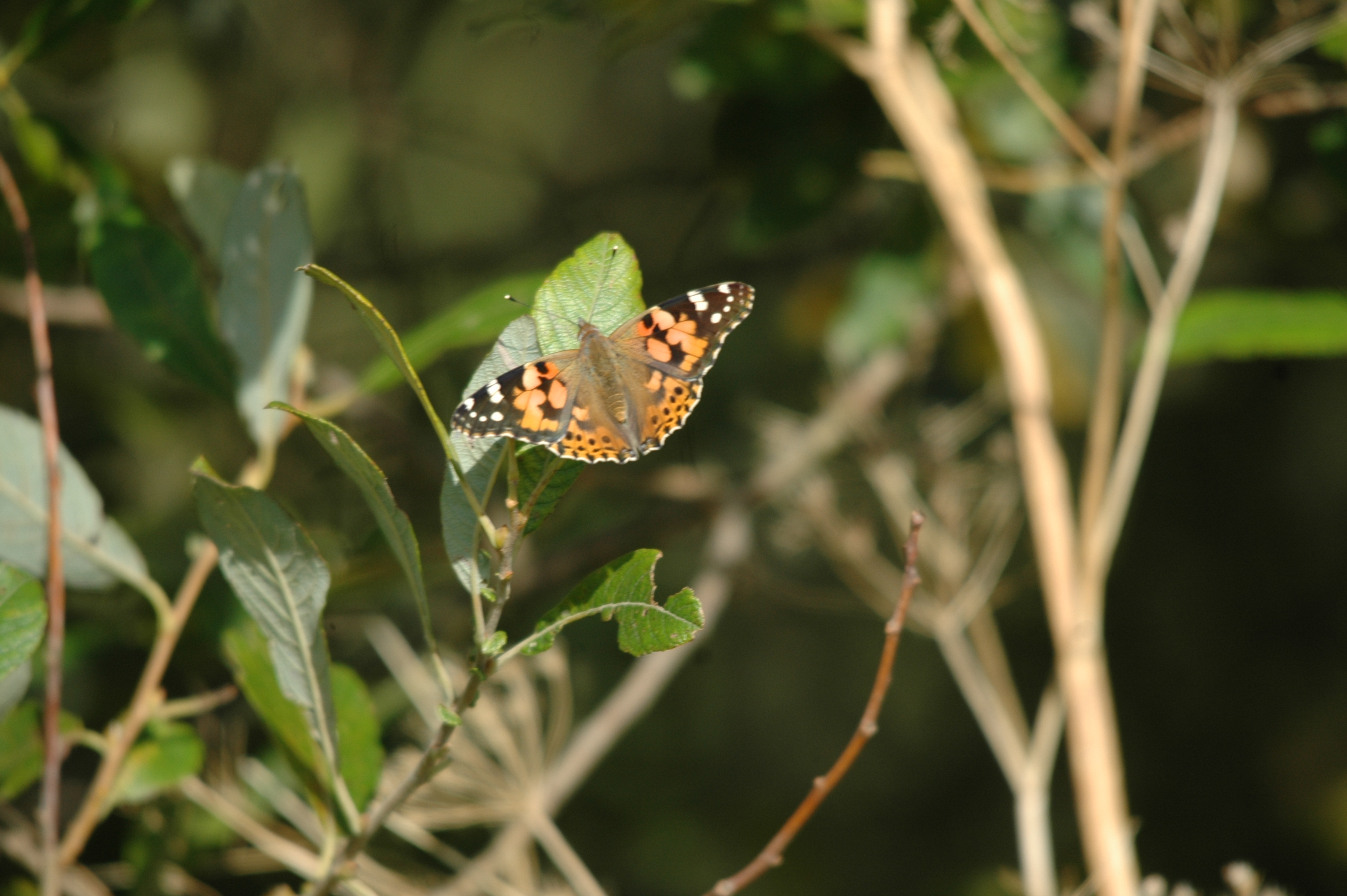photos/wildlife/Invertebrate_Species/Butterflies/Painted_Lady/Blacktoft-01.jpg