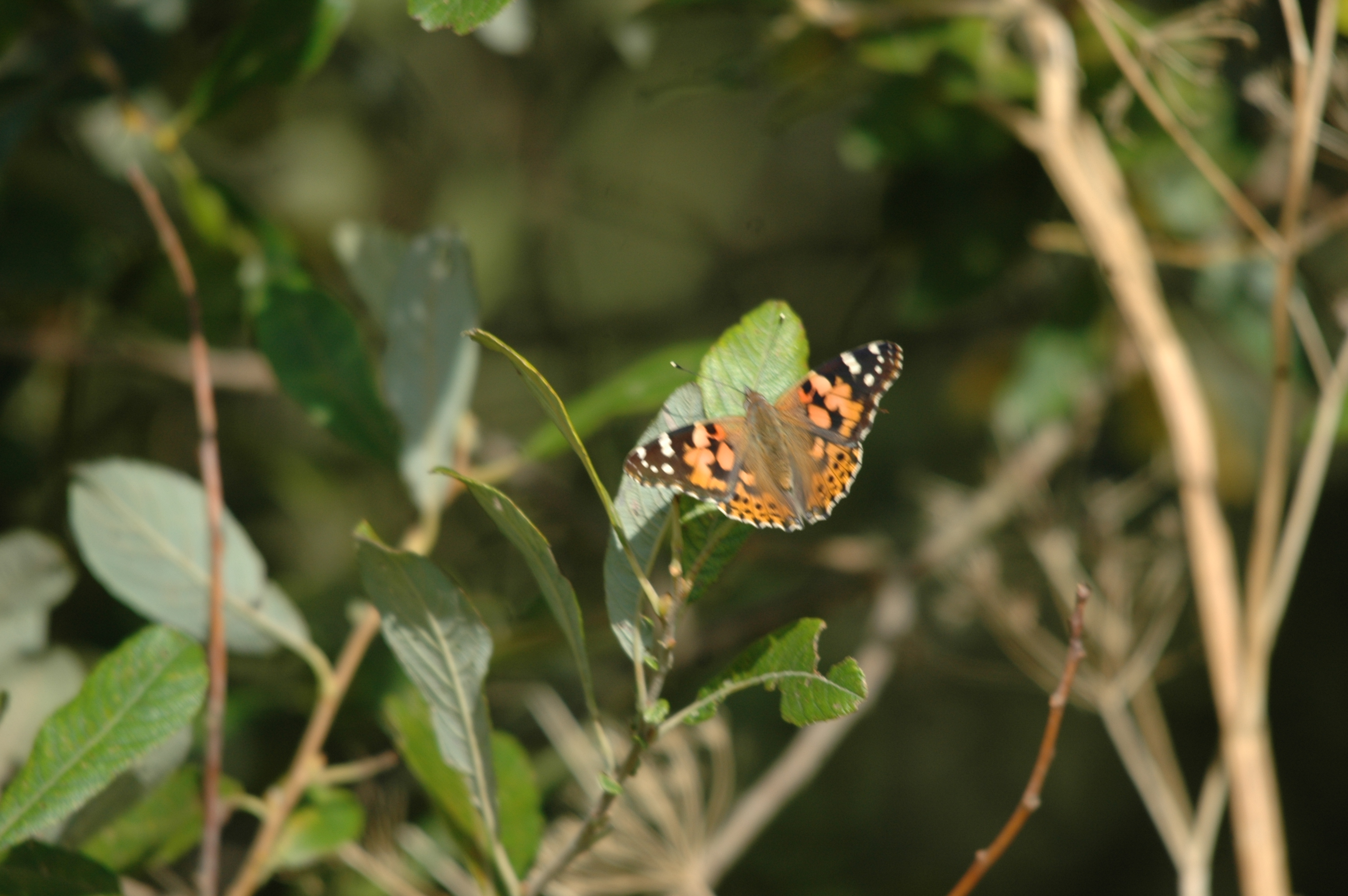 photos/wildlife/Invertebrate_Species/Butterflies/Painted_Lady/Blacktoft-02.jpg