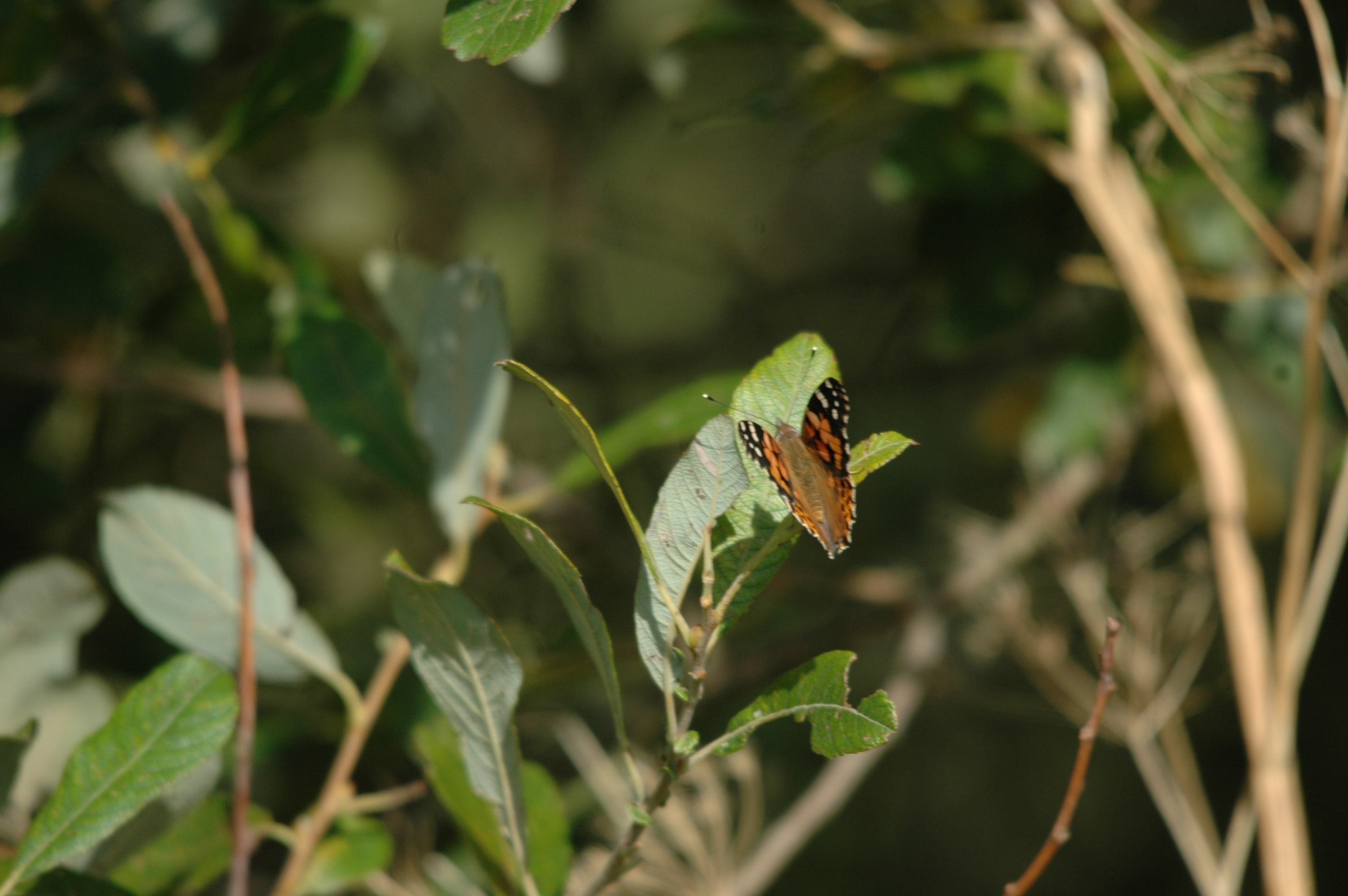 photos/wildlife/Invertebrate_Species/Butterflies/Painted_Lady/Blacktoft-03.jpg
