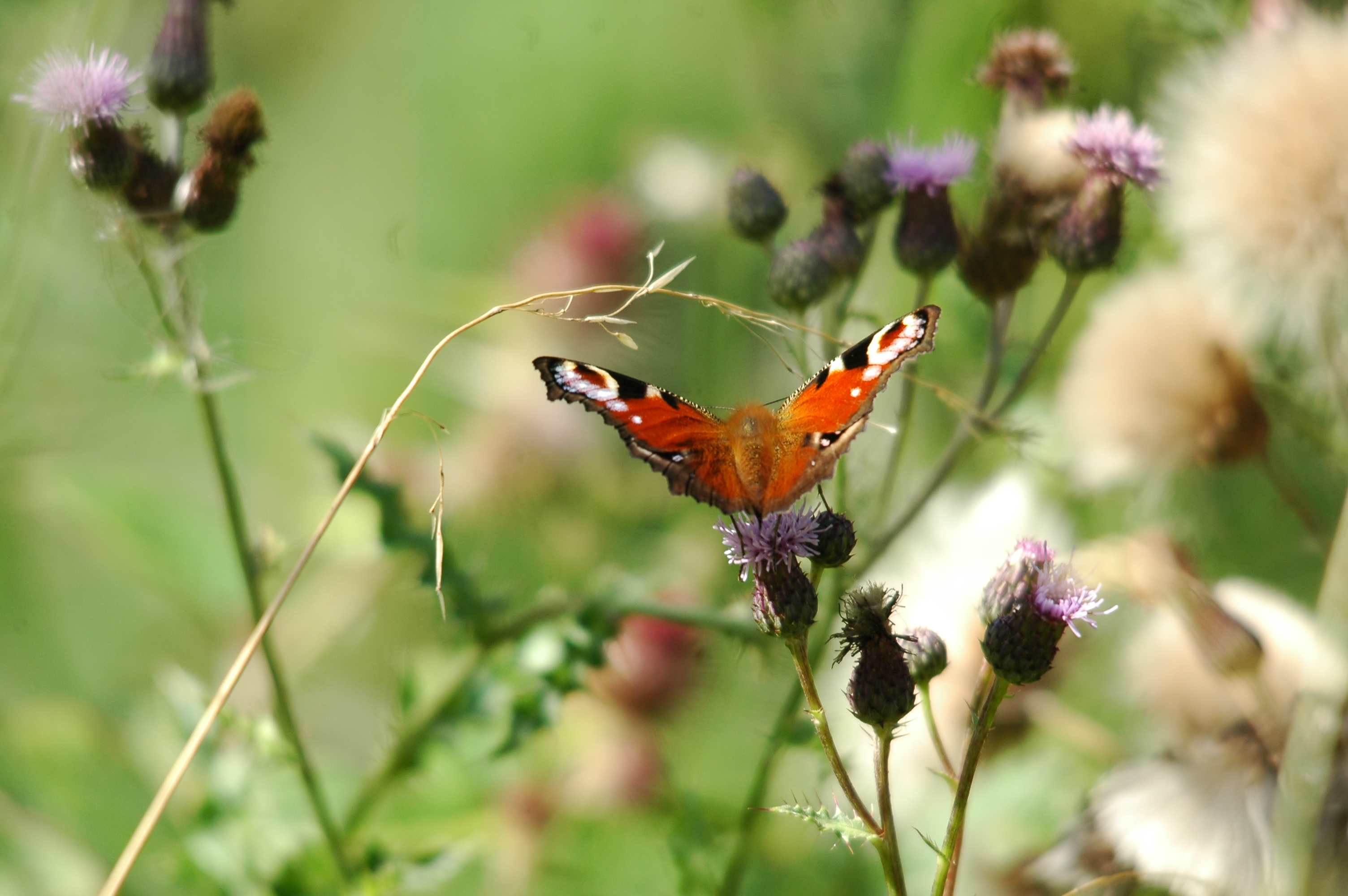 photos/wildlife/Invertebrate_Species/Butterflies/Peacock/20090811-Potteric_Carr-1.jpg