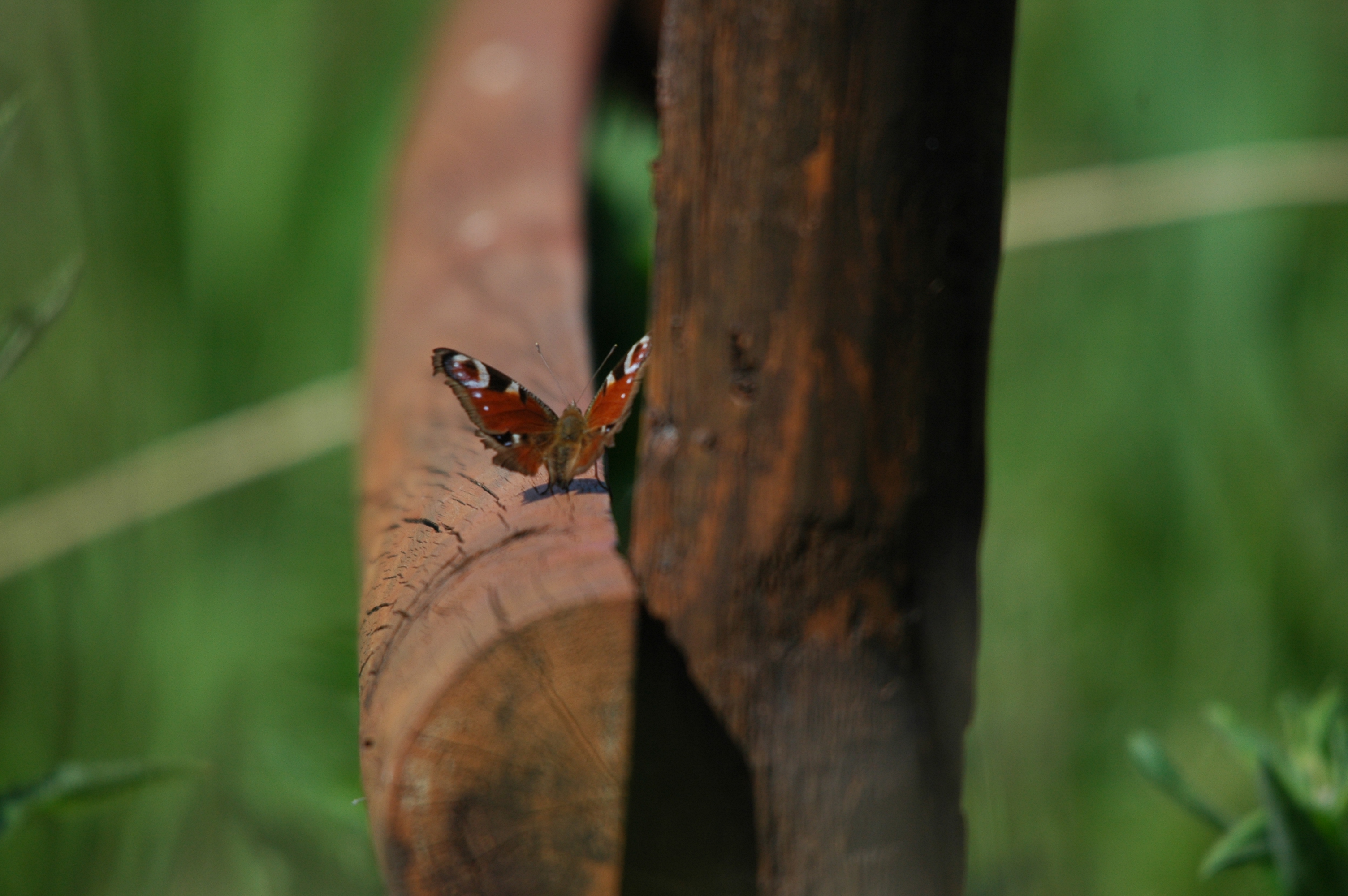 photos/wildlife/Invertebrate_Species/Butterflies/Peacock/DSC_6102.JPG