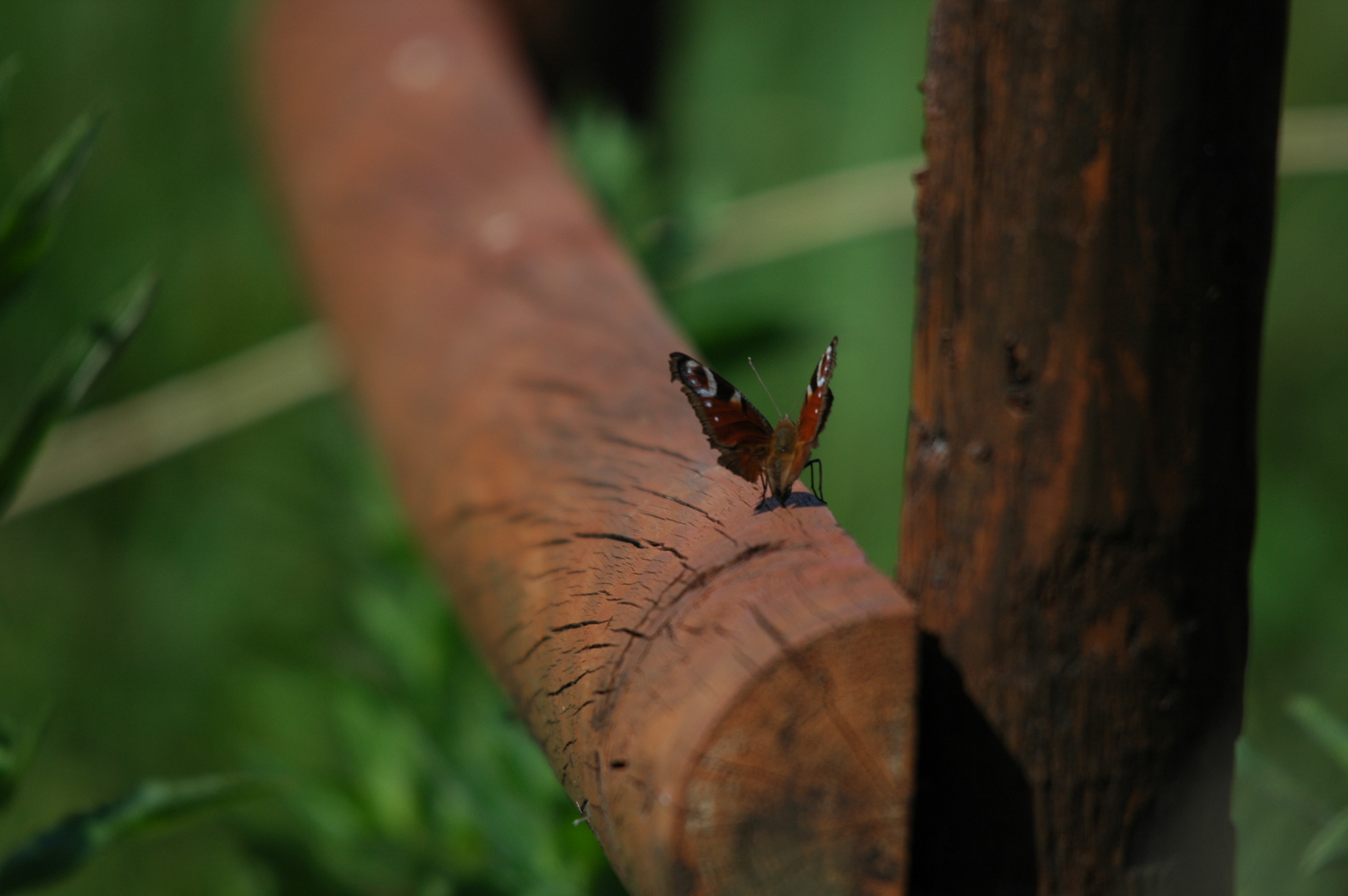 photos/wildlife/Invertebrate_Species/Butterflies/Peacock/DSC_6103.JPG