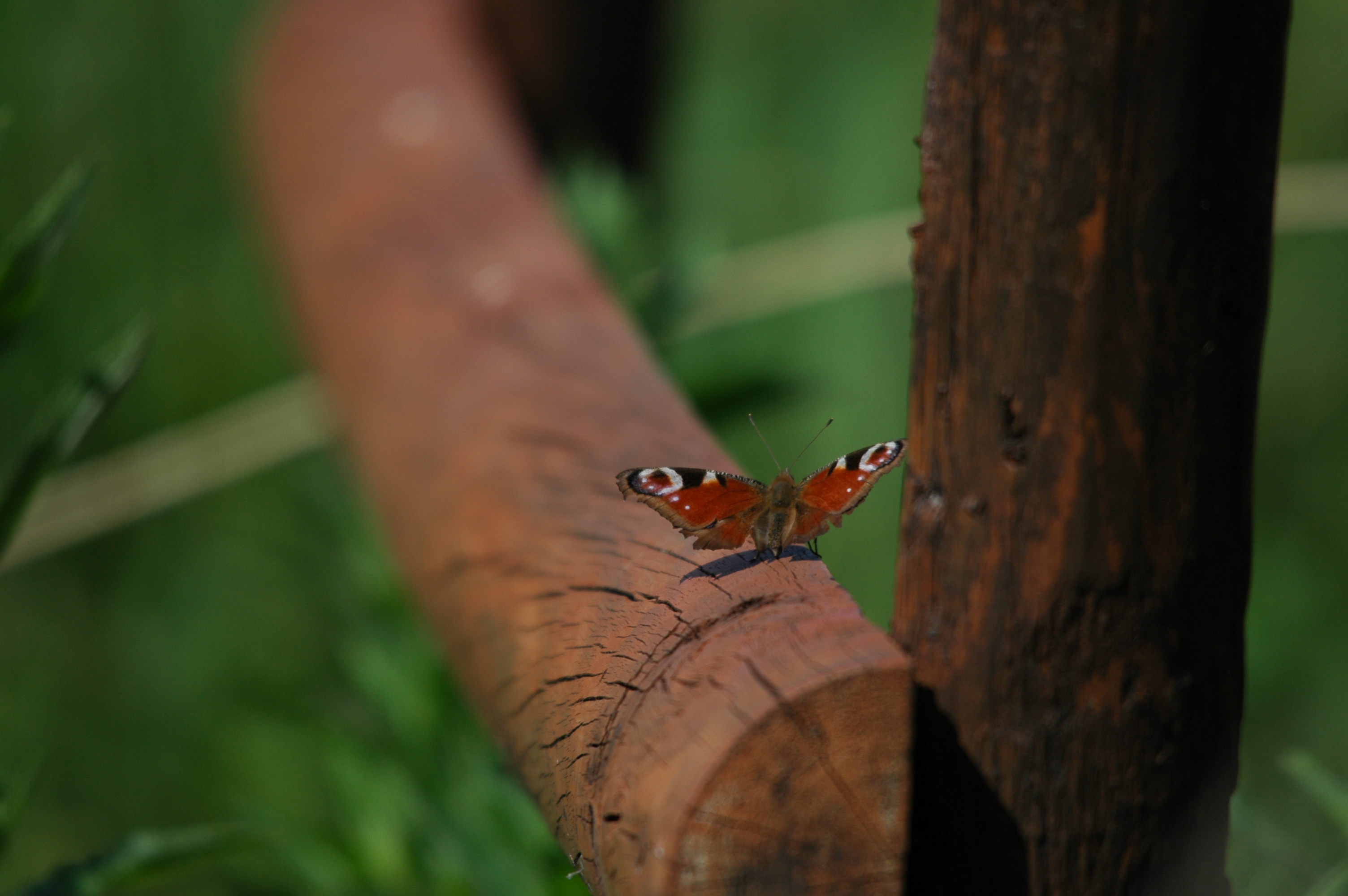 photos/wildlife/Invertebrate_Species/Butterflies/Peacock/DSC_6104.JPG