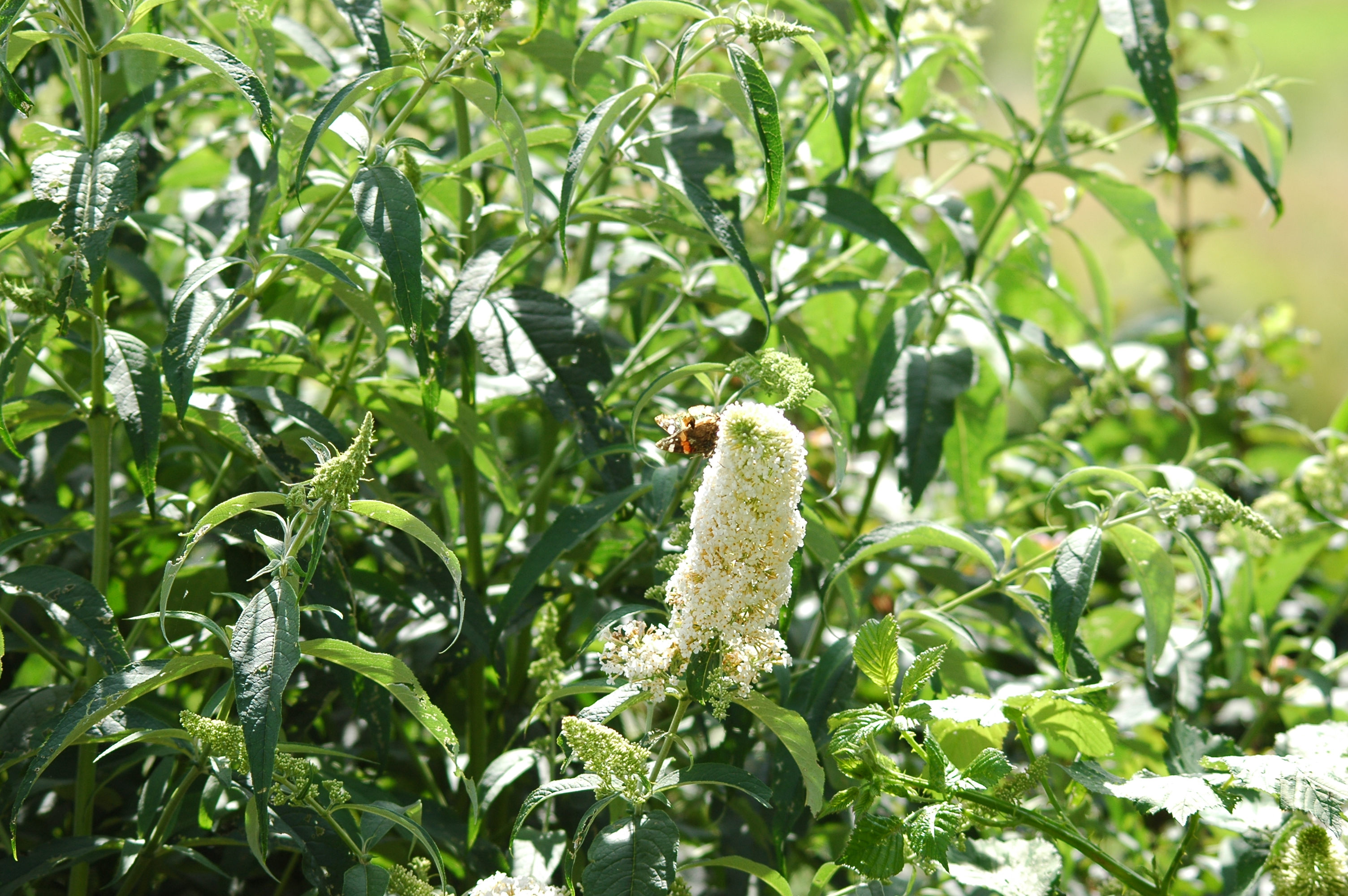 photos/wildlife/Invertebrate_Species/Butterflies/Peacock/dsc_2109.jpg