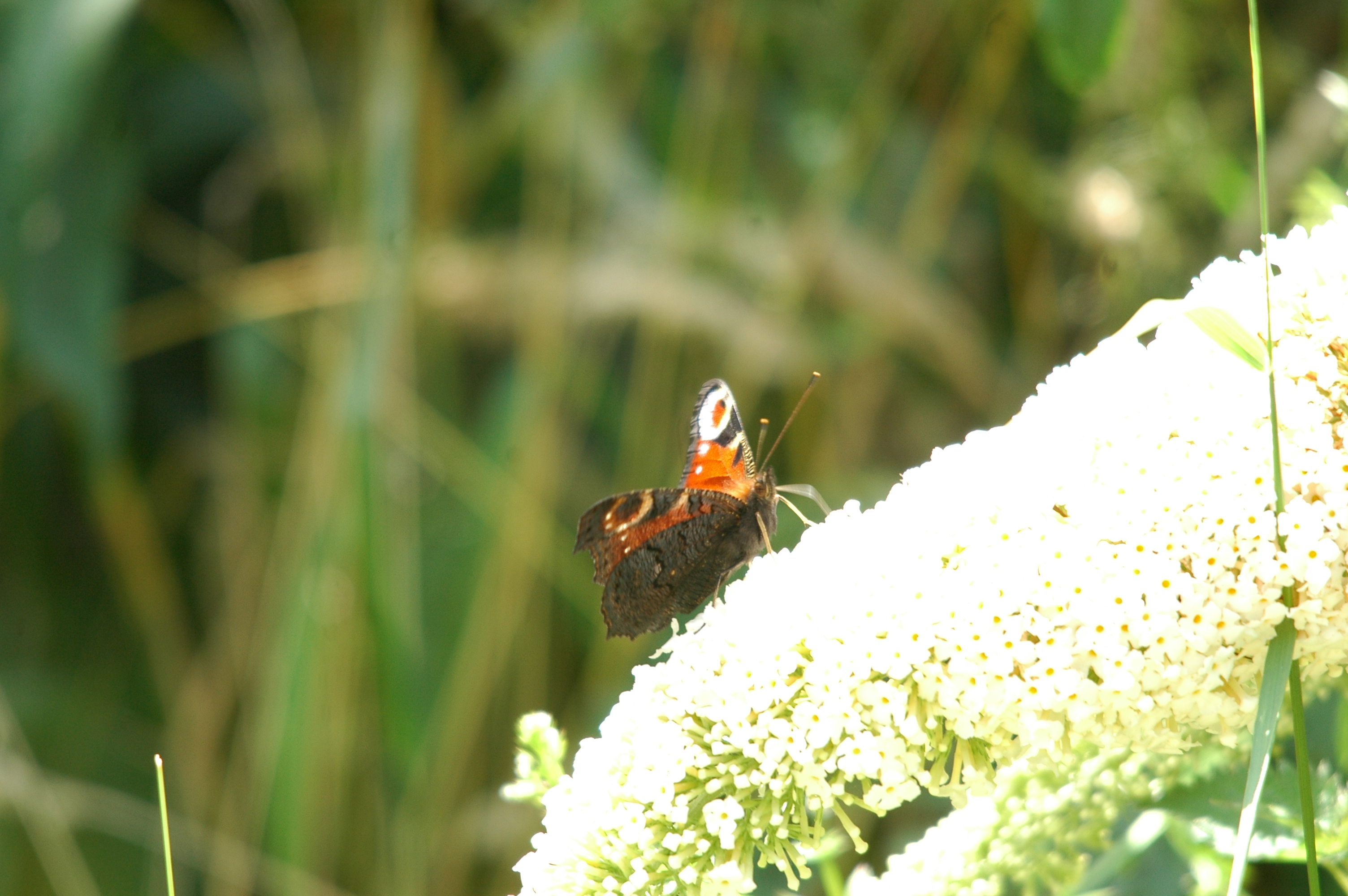 photos/wildlife/Invertebrate_Species/Butterflies/Peacock/dsc_2110.jpg