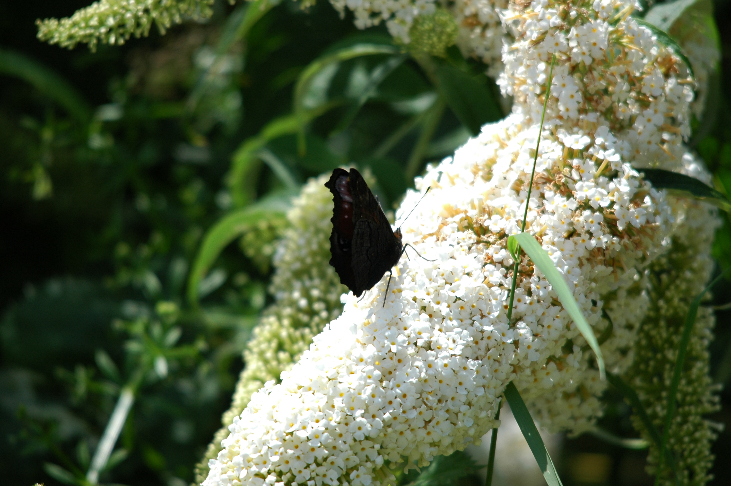 photos/wildlife/Invertebrate_Species/Butterflies/Peacock/dsc_2112.jpg
