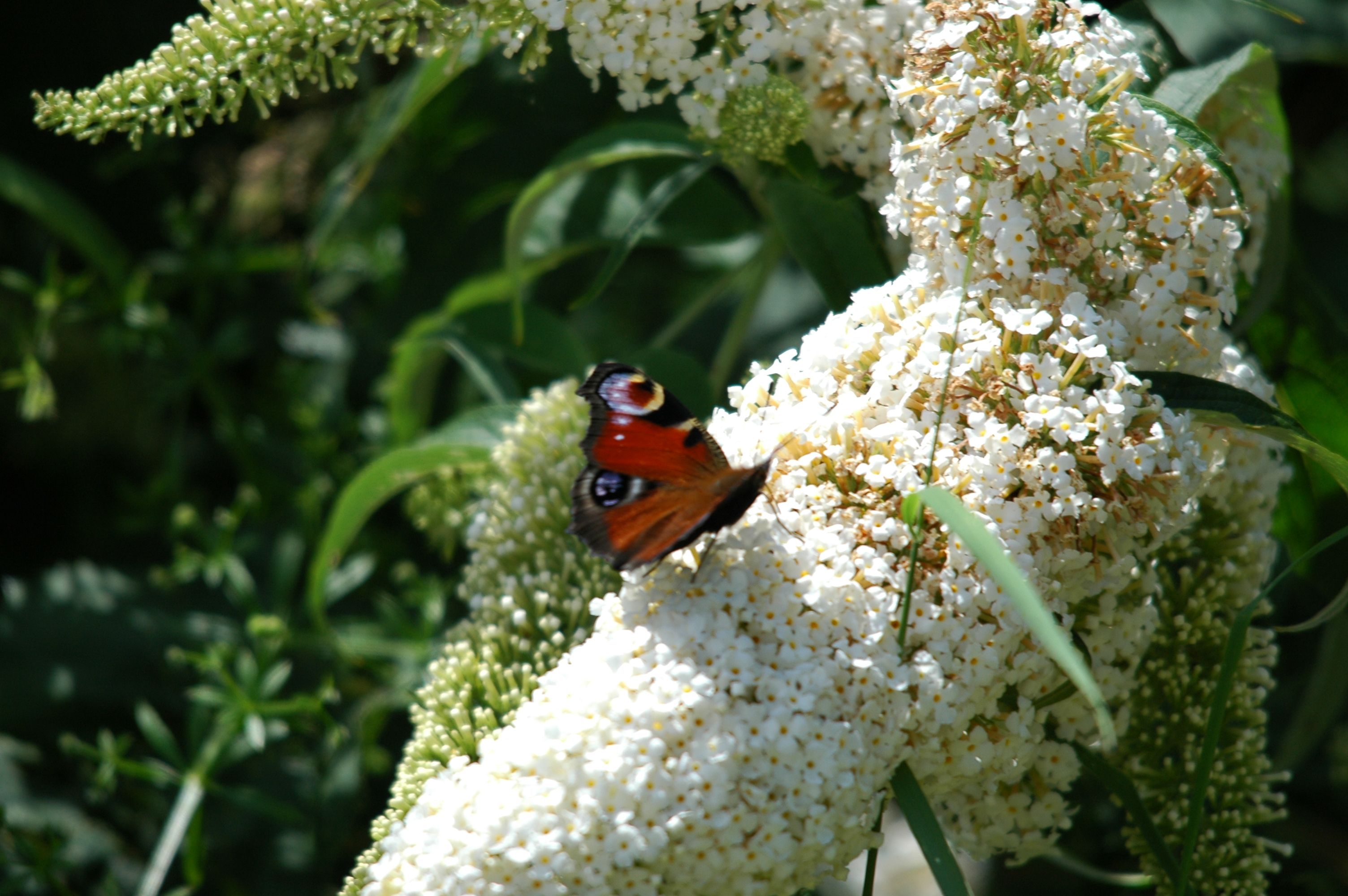 photos/wildlife/Invertebrate_Species/Butterflies/Peacock/dsc_2113.jpg