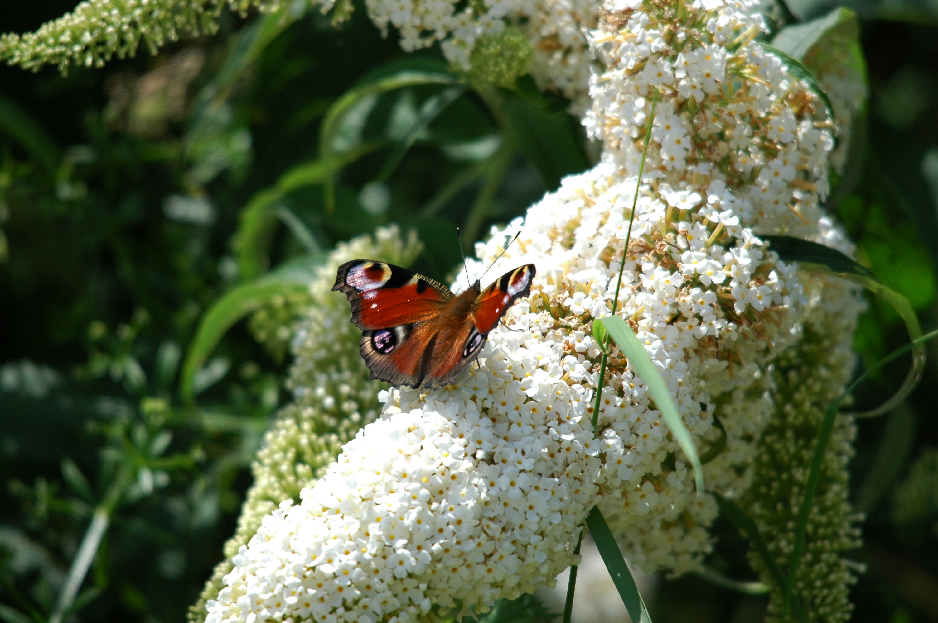 photos/wildlife/Invertebrate_Species/Butterflies/Peacock/dsc_2114.jpg