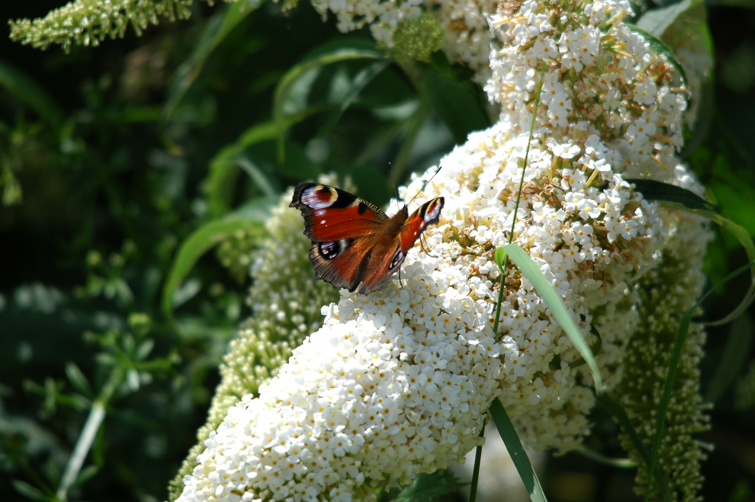 photos/wildlife/Invertebrate_Species/Butterflies/Peacock/dsc_2115.jpg