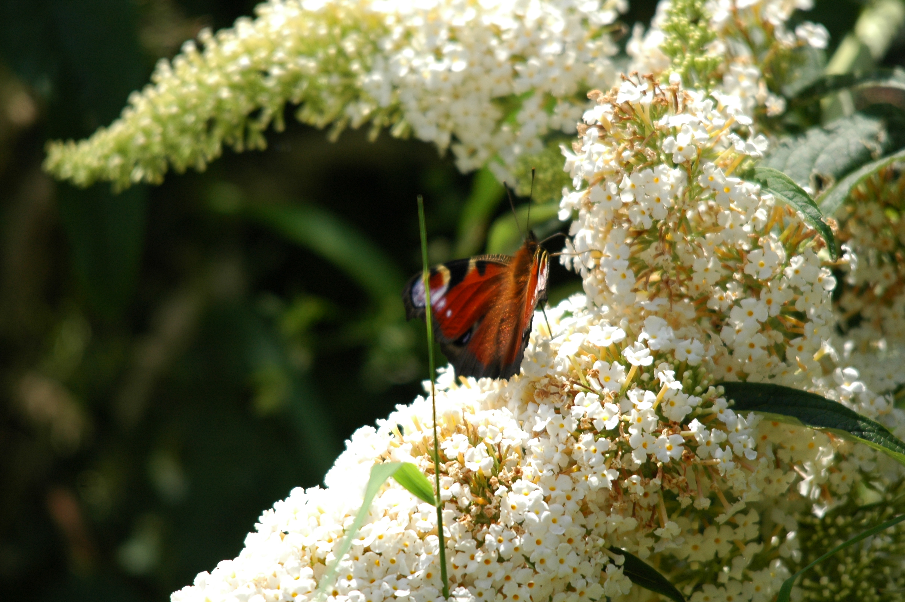 photos/wildlife/Invertebrate_Species/Butterflies/Peacock/dsc_2116.jpg