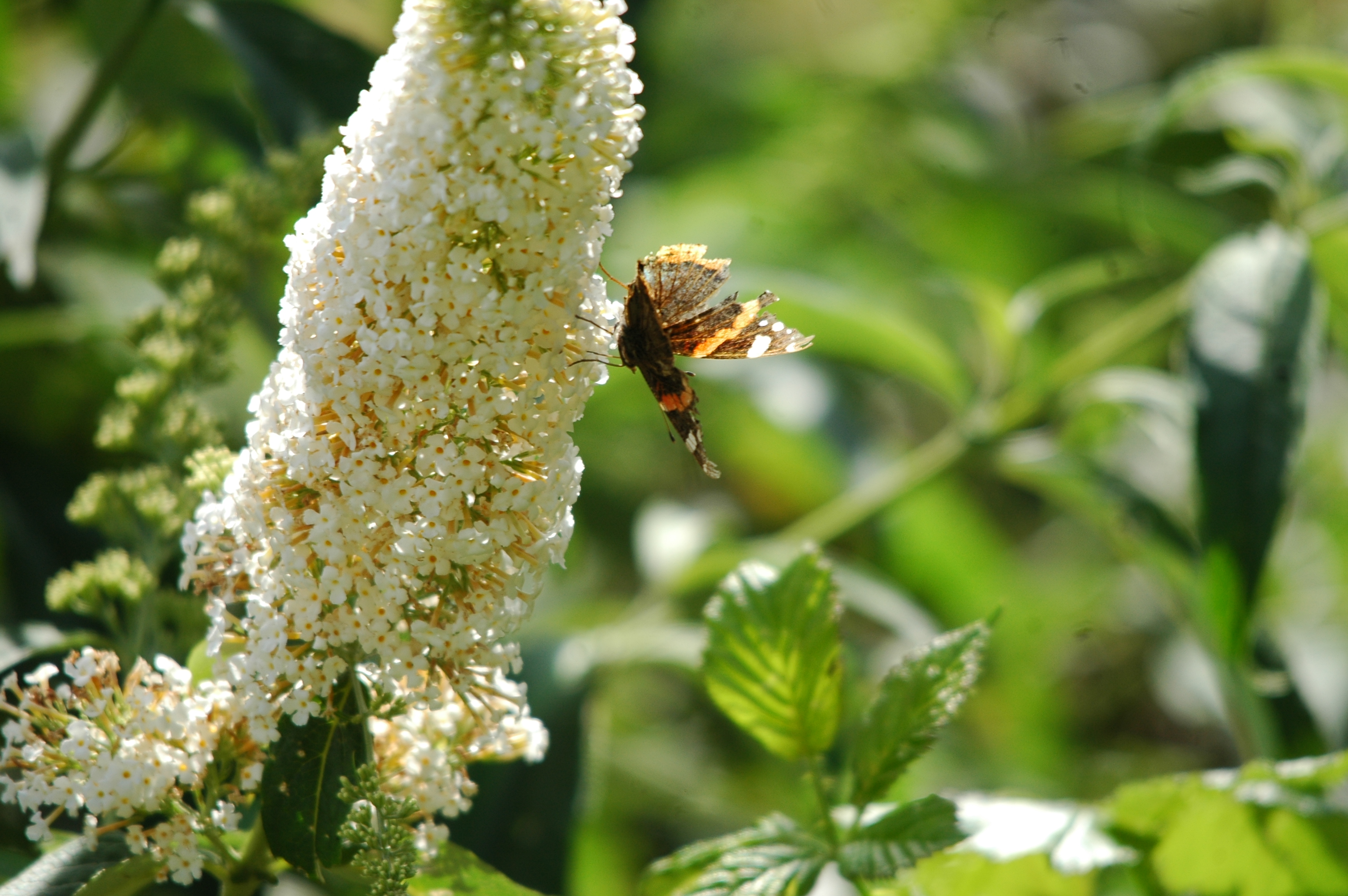 photos/wildlife/Invertebrate_Species/Butterflies/Peacock/dsc_2117.jpg