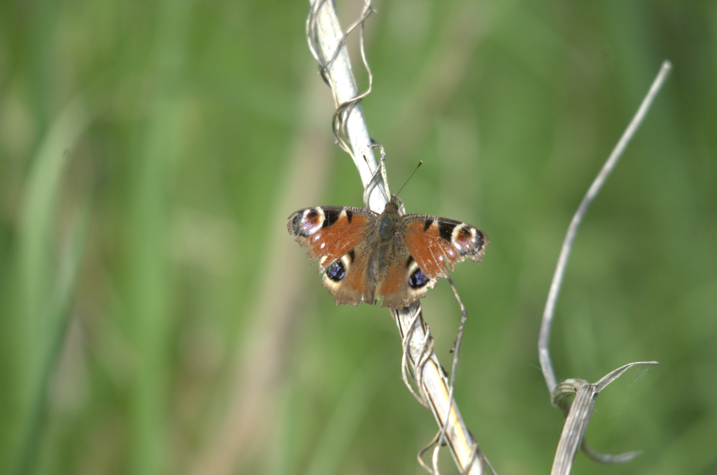 photos/wildlife/Invertebrate_Species/Butterflies/Peacock/dsc_2239.jpg
