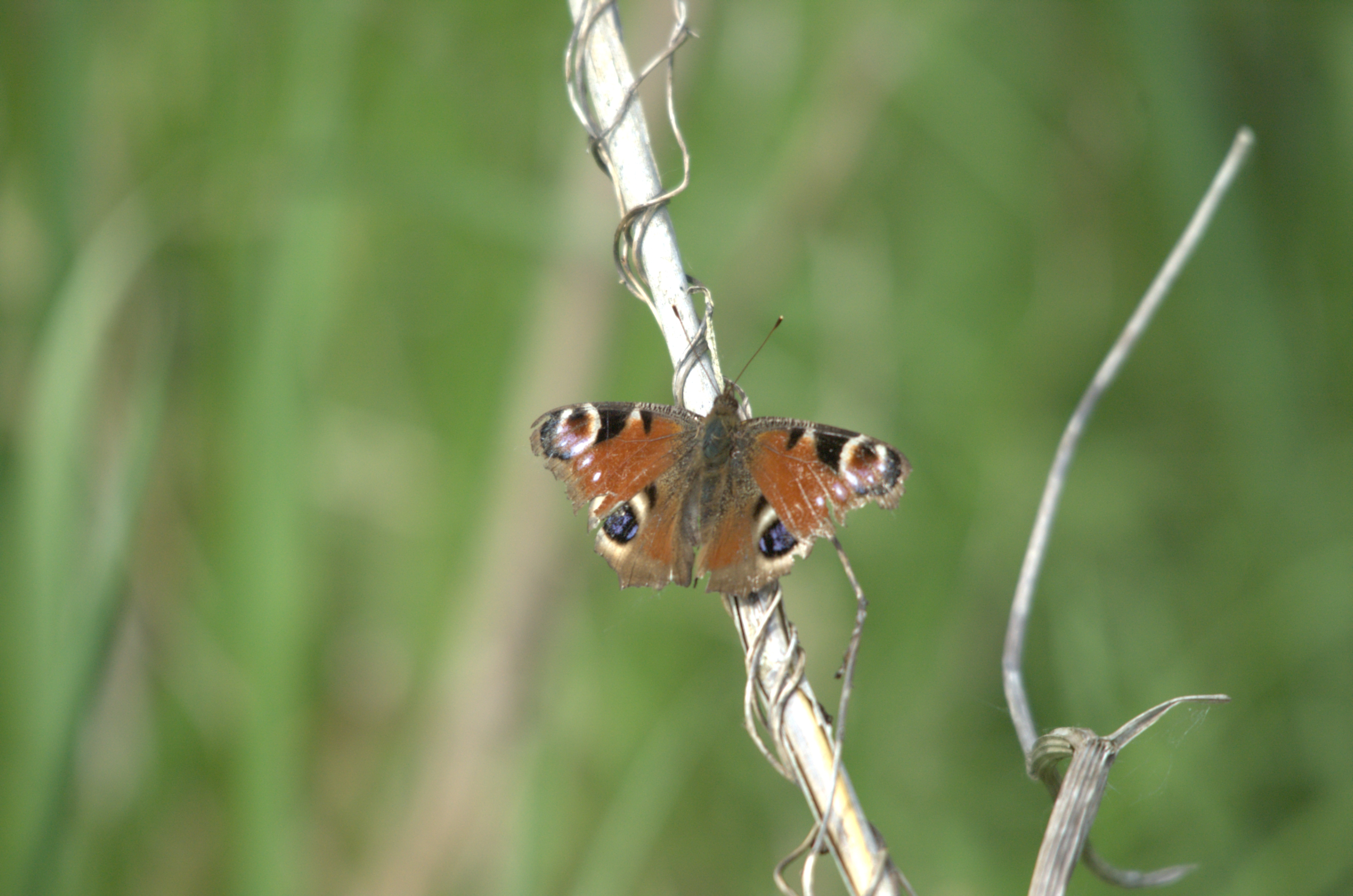 photos/wildlife/Invertebrate_Species/Butterflies/Peacock/dsc_2240.jpg