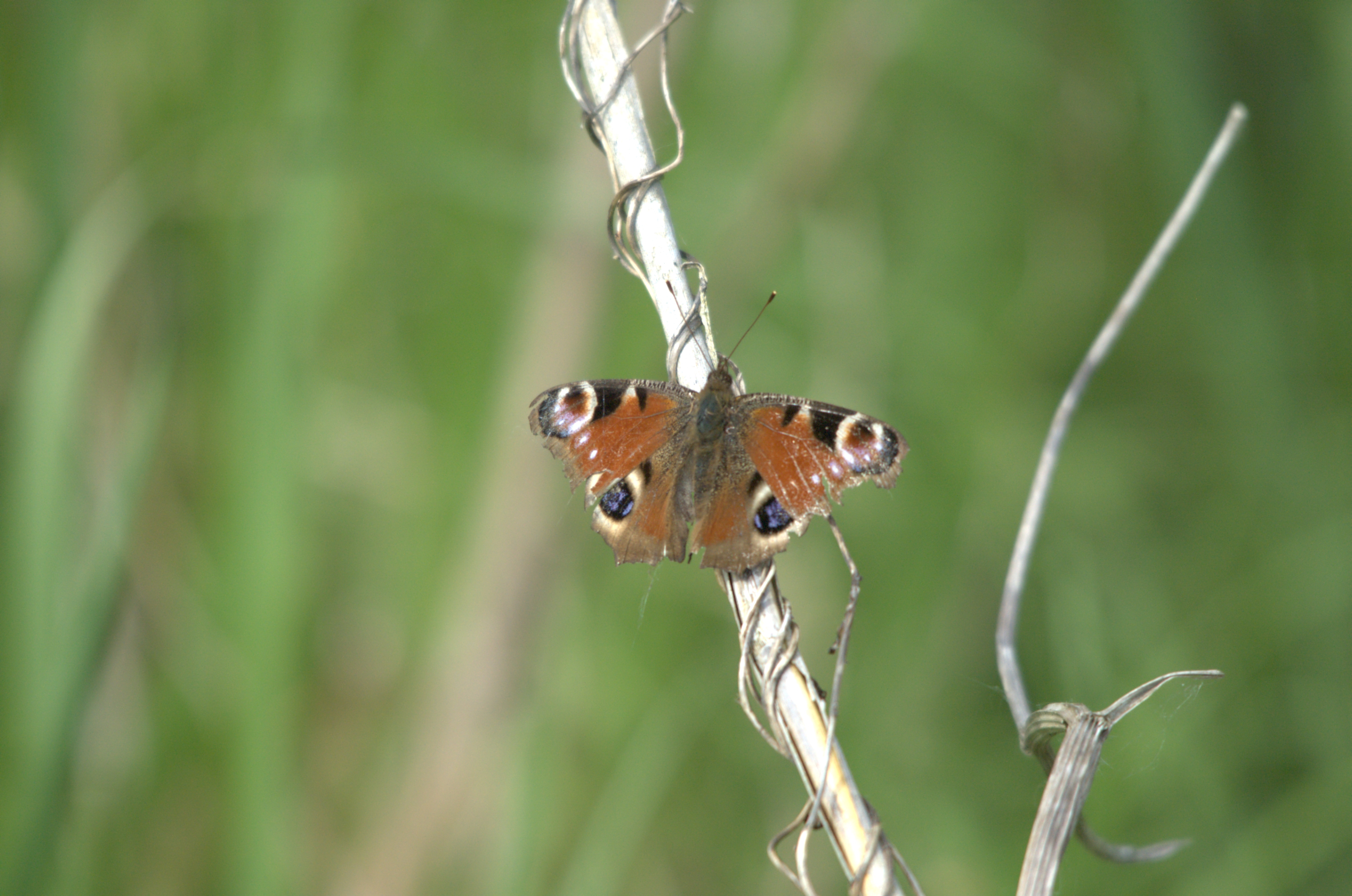 photos/wildlife/Invertebrate_Species/Butterflies/Peacock/dsc_2241.jpg