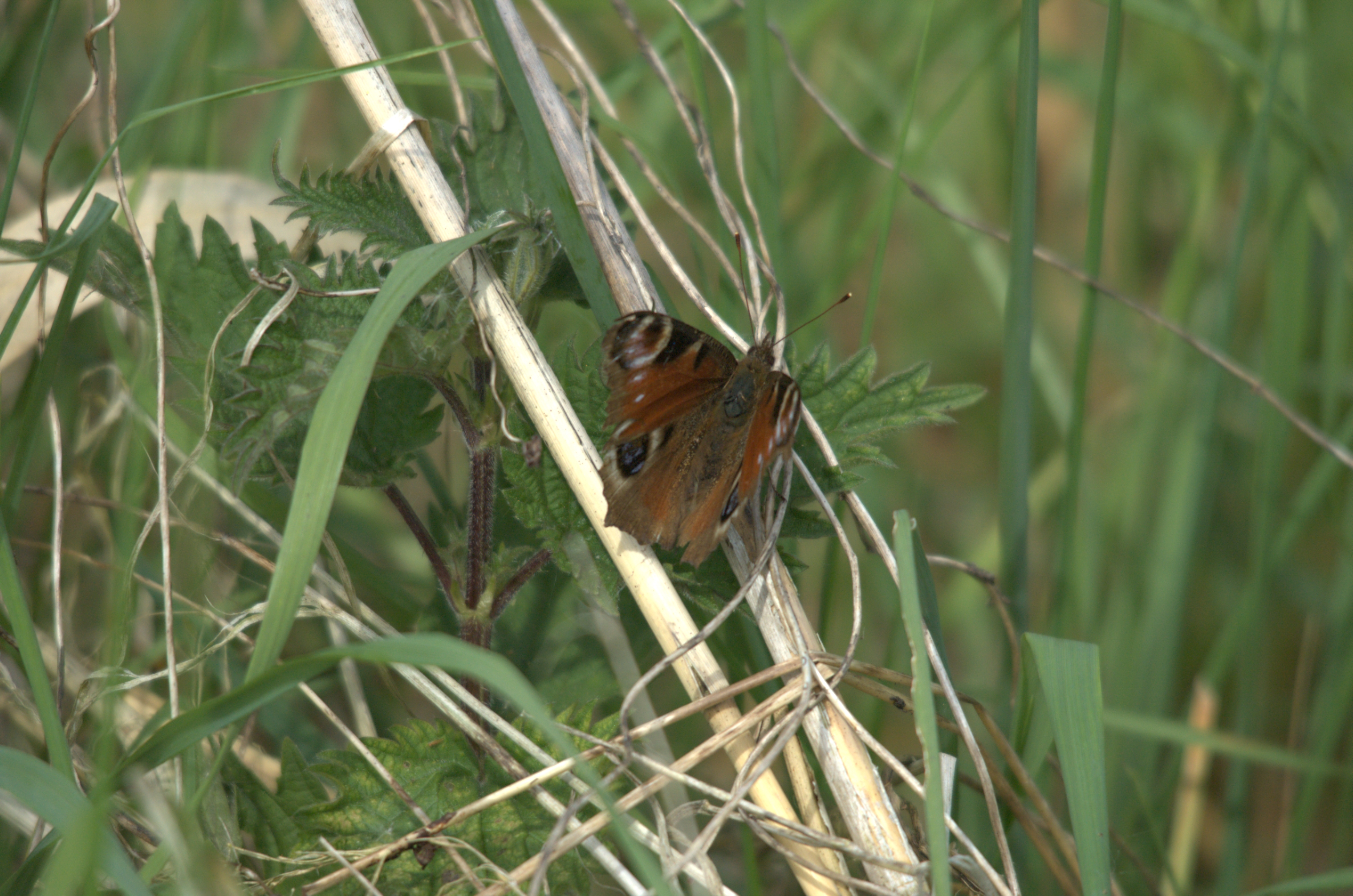 photos/wildlife/Invertebrate_Species/Butterflies/Peacock/dsc_2244.jpg
