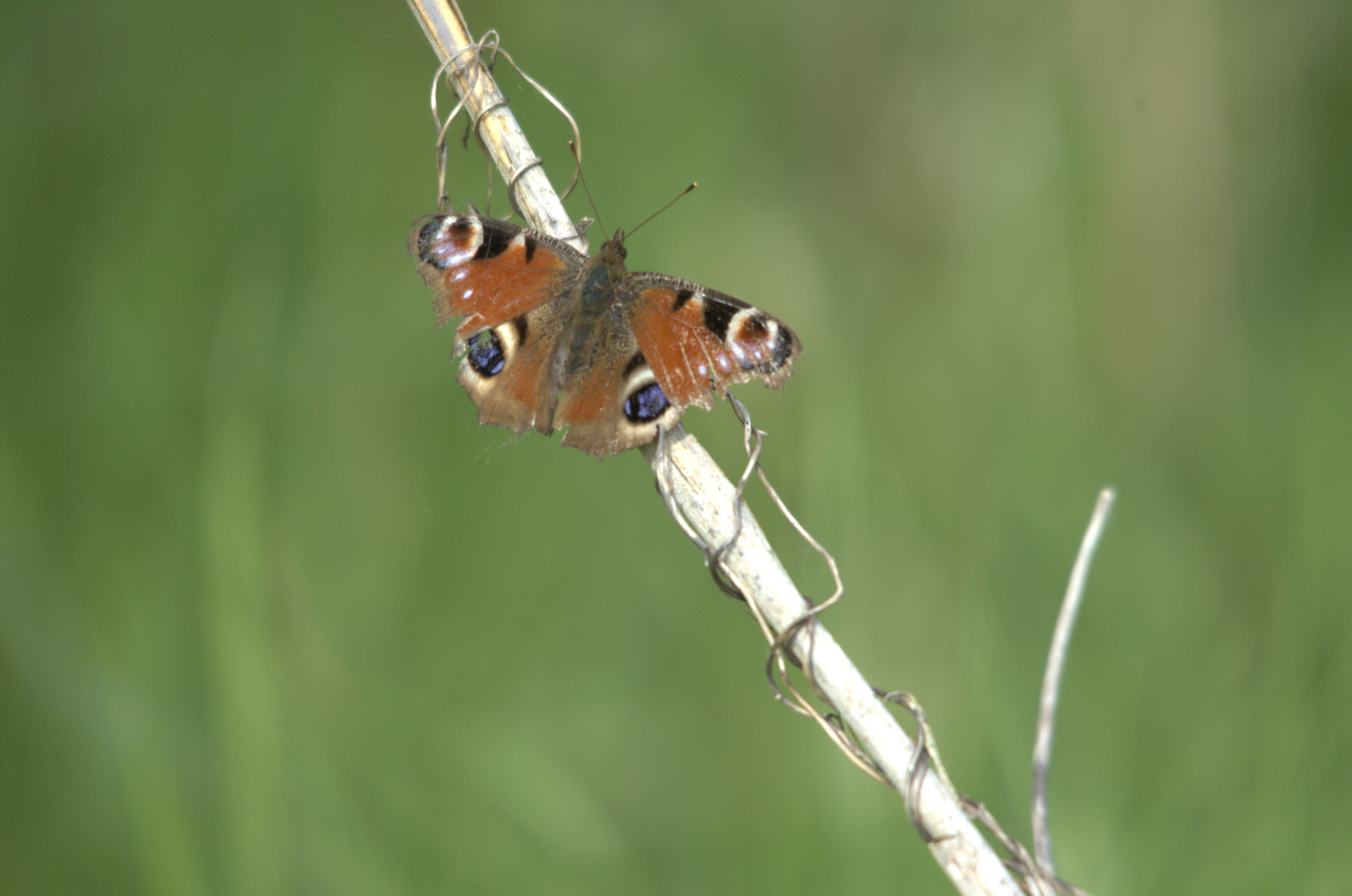 photos/wildlife/Invertebrate_Species/Butterflies/Peacock/dsc_2245.jpg