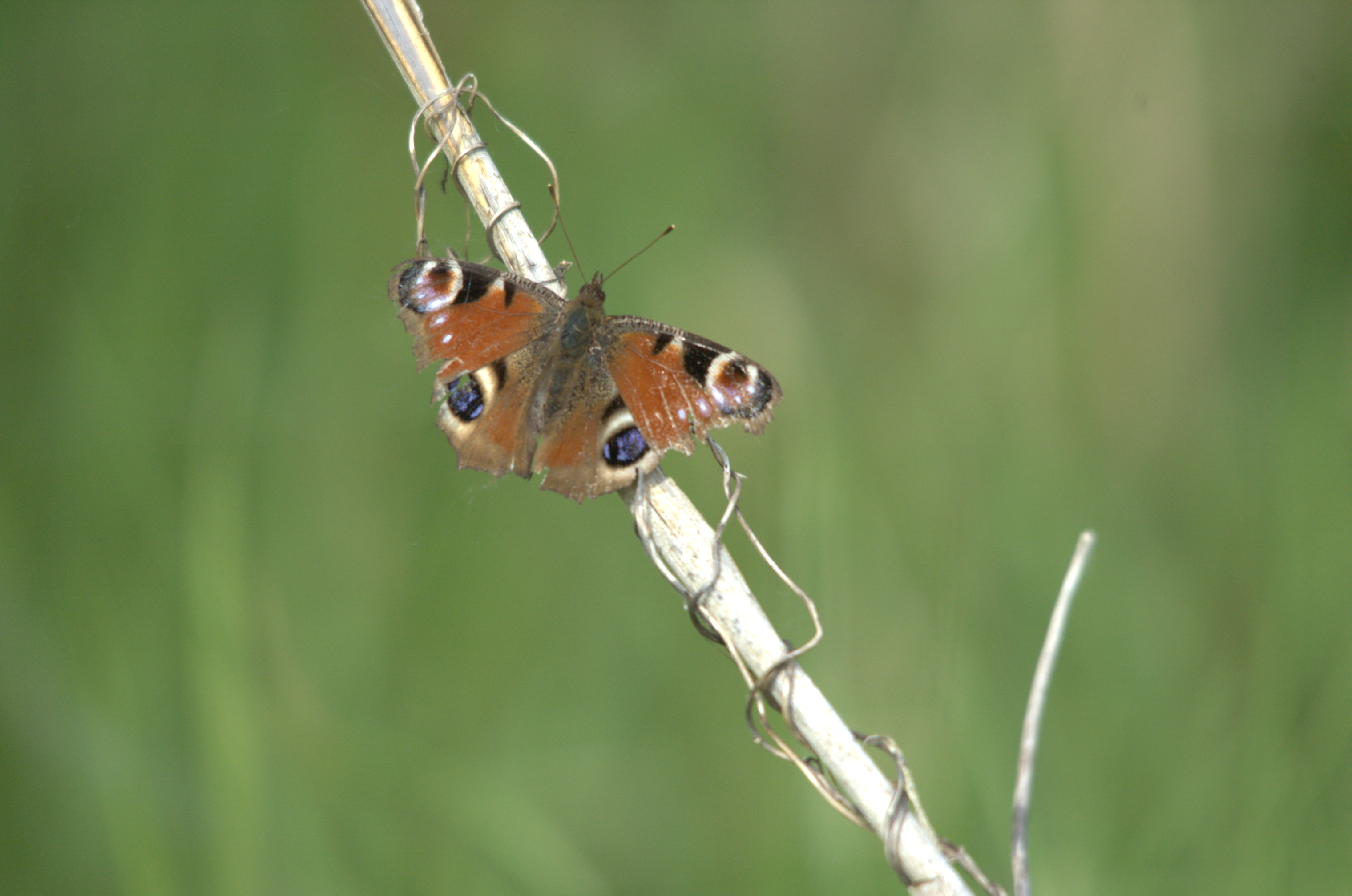 photos/wildlife/Invertebrate_Species/Butterflies/Peacock/dsc_2246.jpg