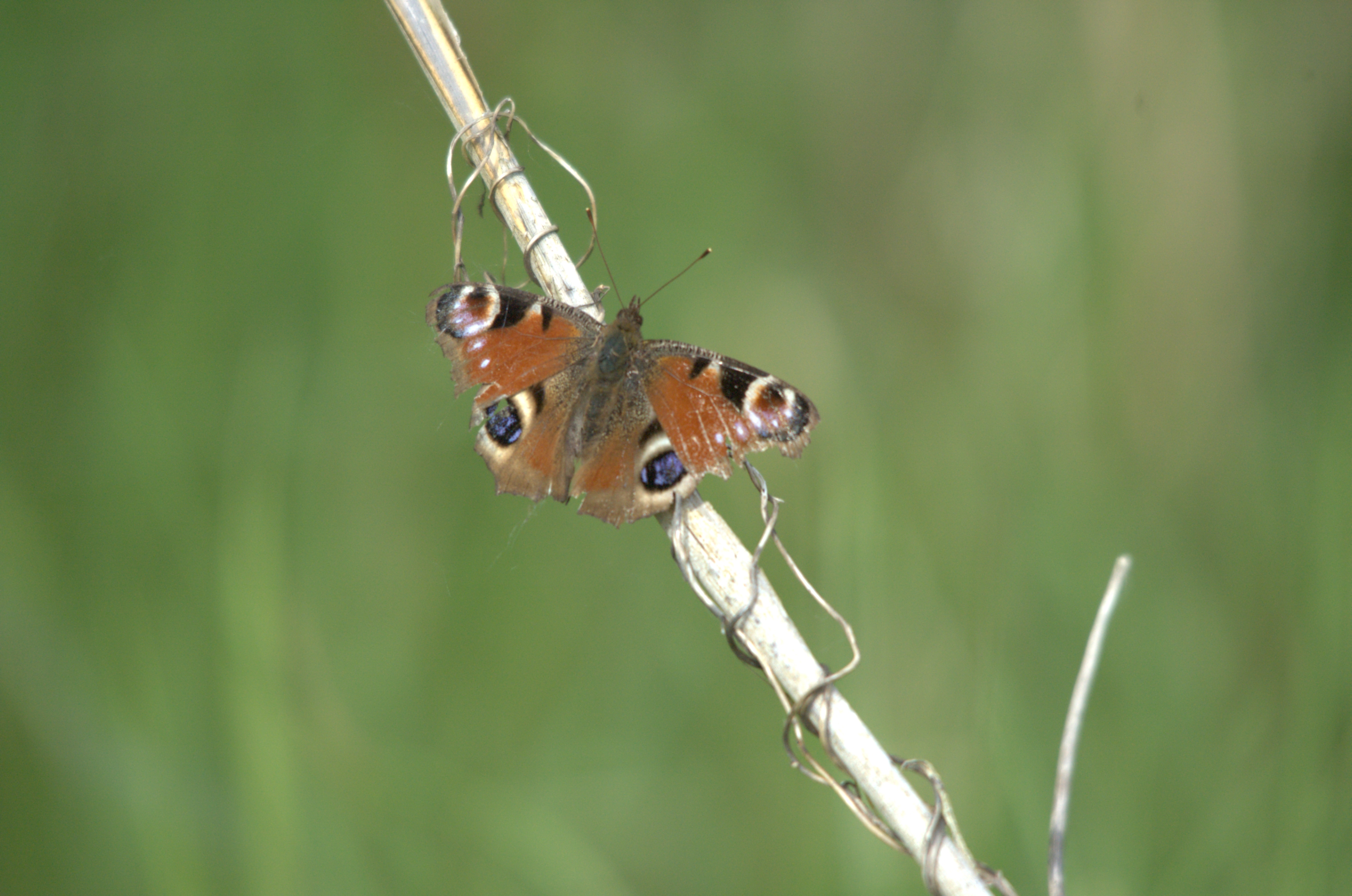 photos/wildlife/Invertebrate_Species/Butterflies/Peacock/dsc_2247.jpg