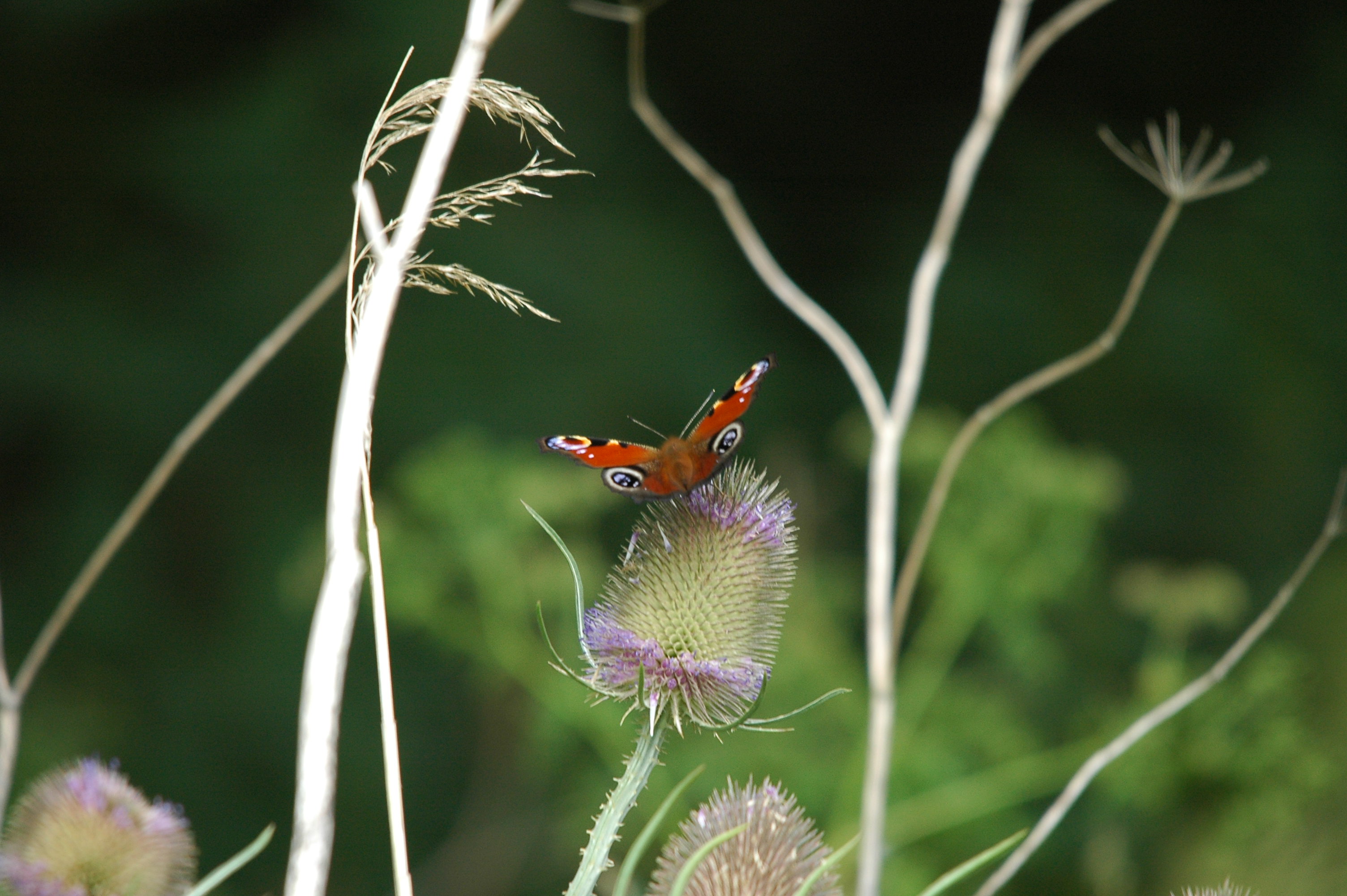 photos/wildlife/Invertebrate_Species/Butterflies/Peacock/dsc_2715.jpg