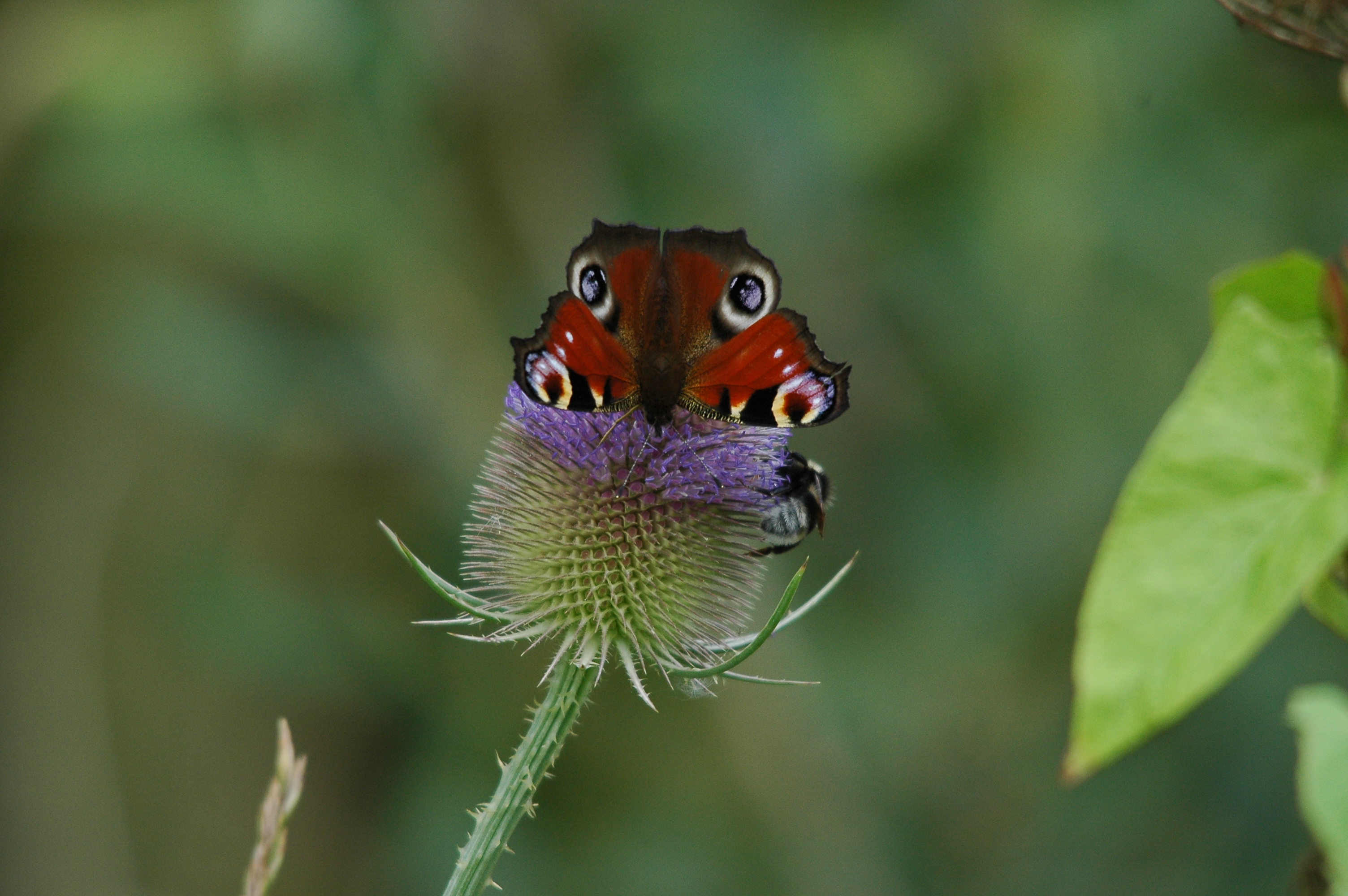 photos/wildlife/Invertebrate_Species/Butterflies/Peacock/dsc_2717.jpg