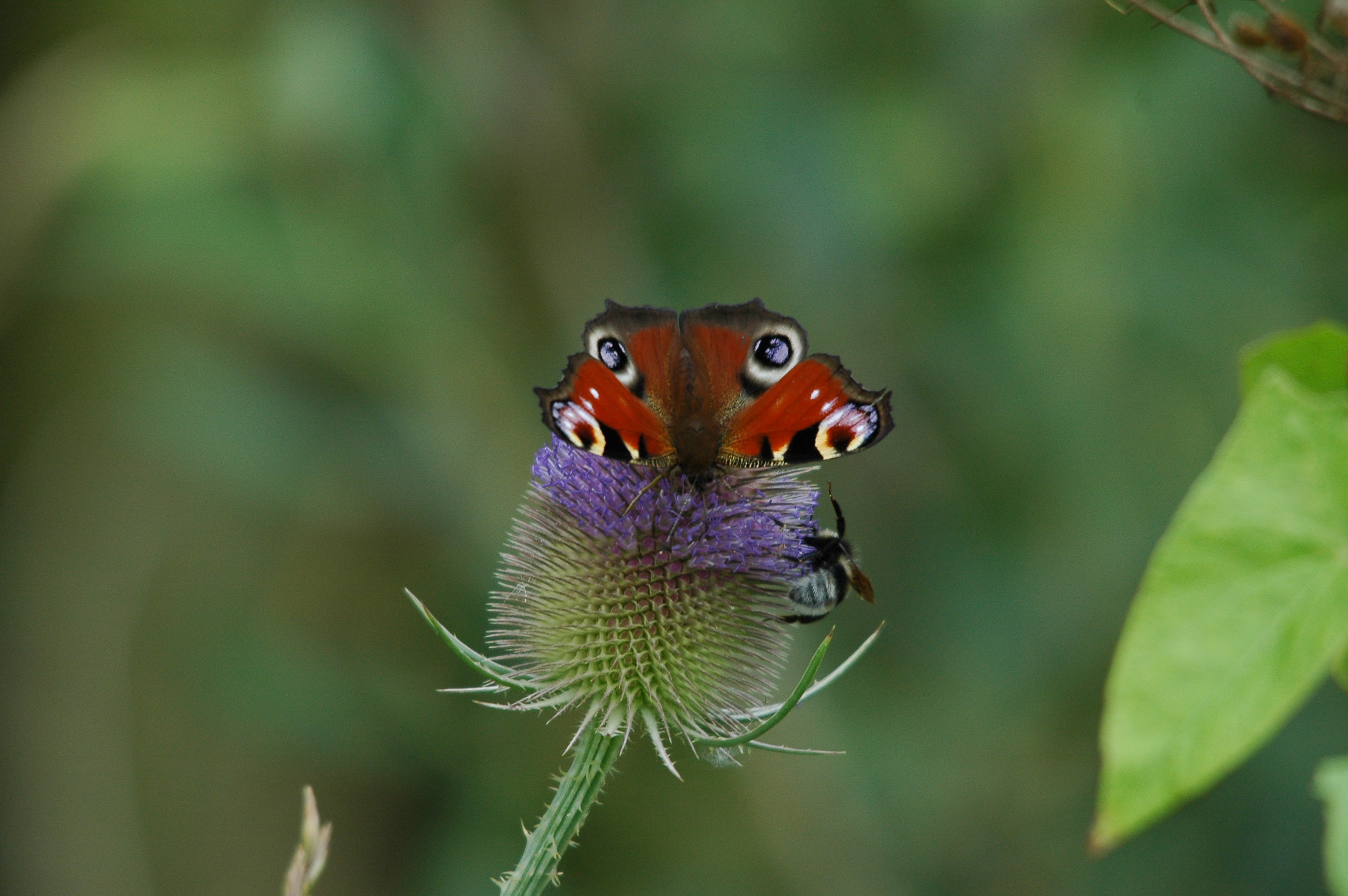 photos/wildlife/Invertebrate_Species/Butterflies/Peacock/dsc_2718.jpg