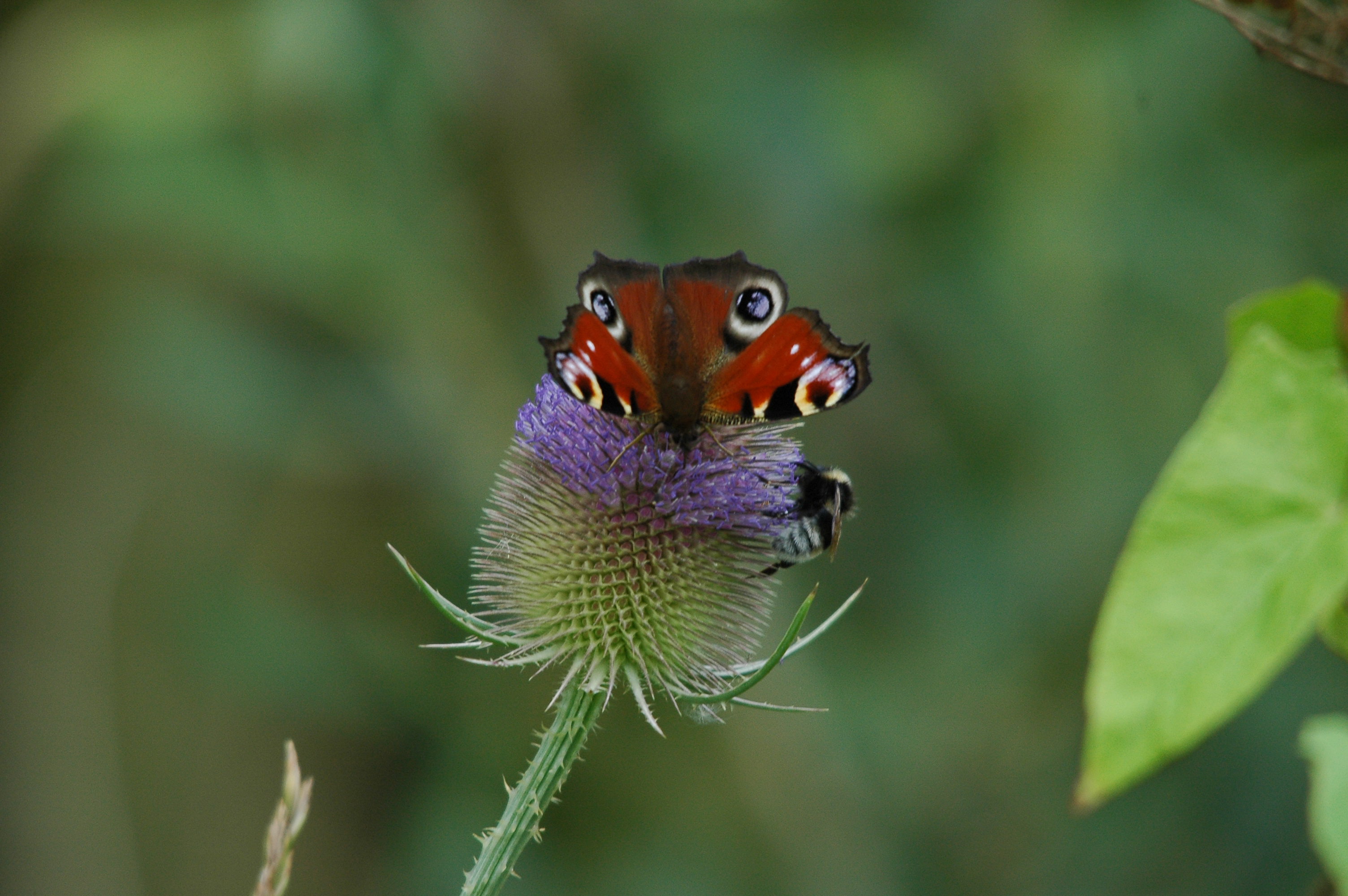 photos/wildlife/Invertebrate_Species/Butterflies/Peacock/dsc_2719.jpg