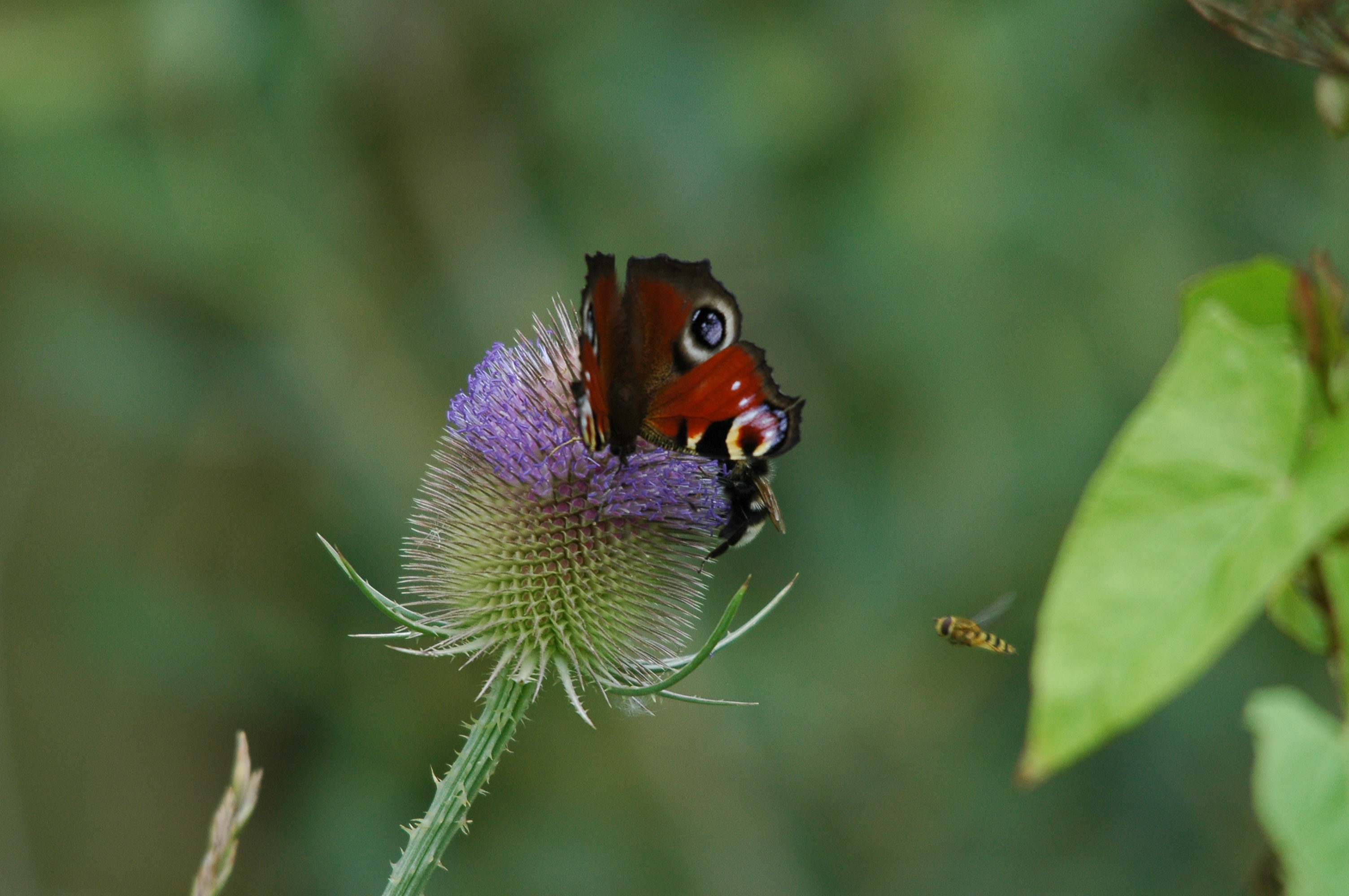 photos/wildlife/Invertebrate_Species/Butterflies/Peacock/dsc_2720.jpg