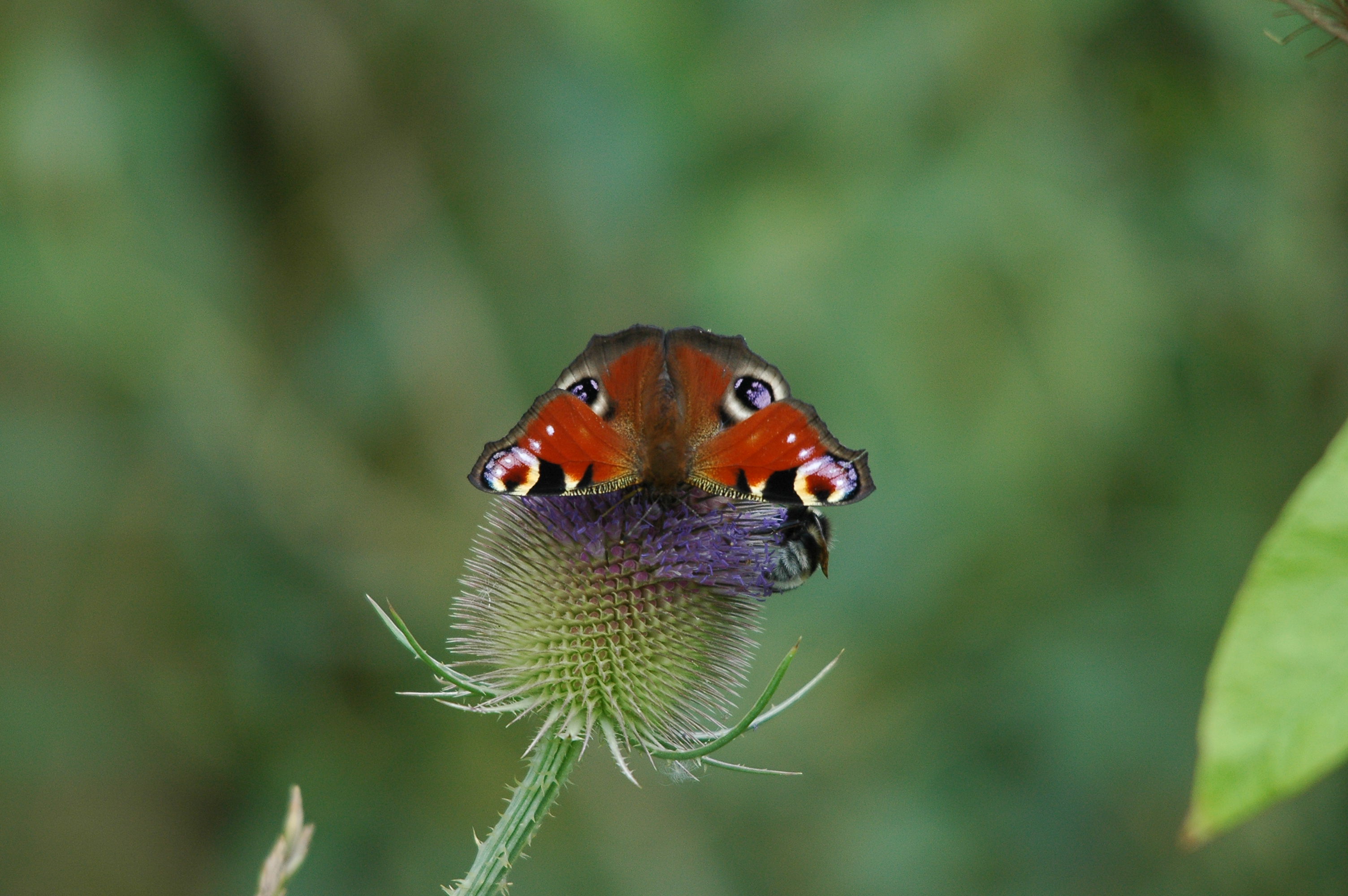 photos/wildlife/Invertebrate_Species/Butterflies/Peacock/dsc_2721.jpg