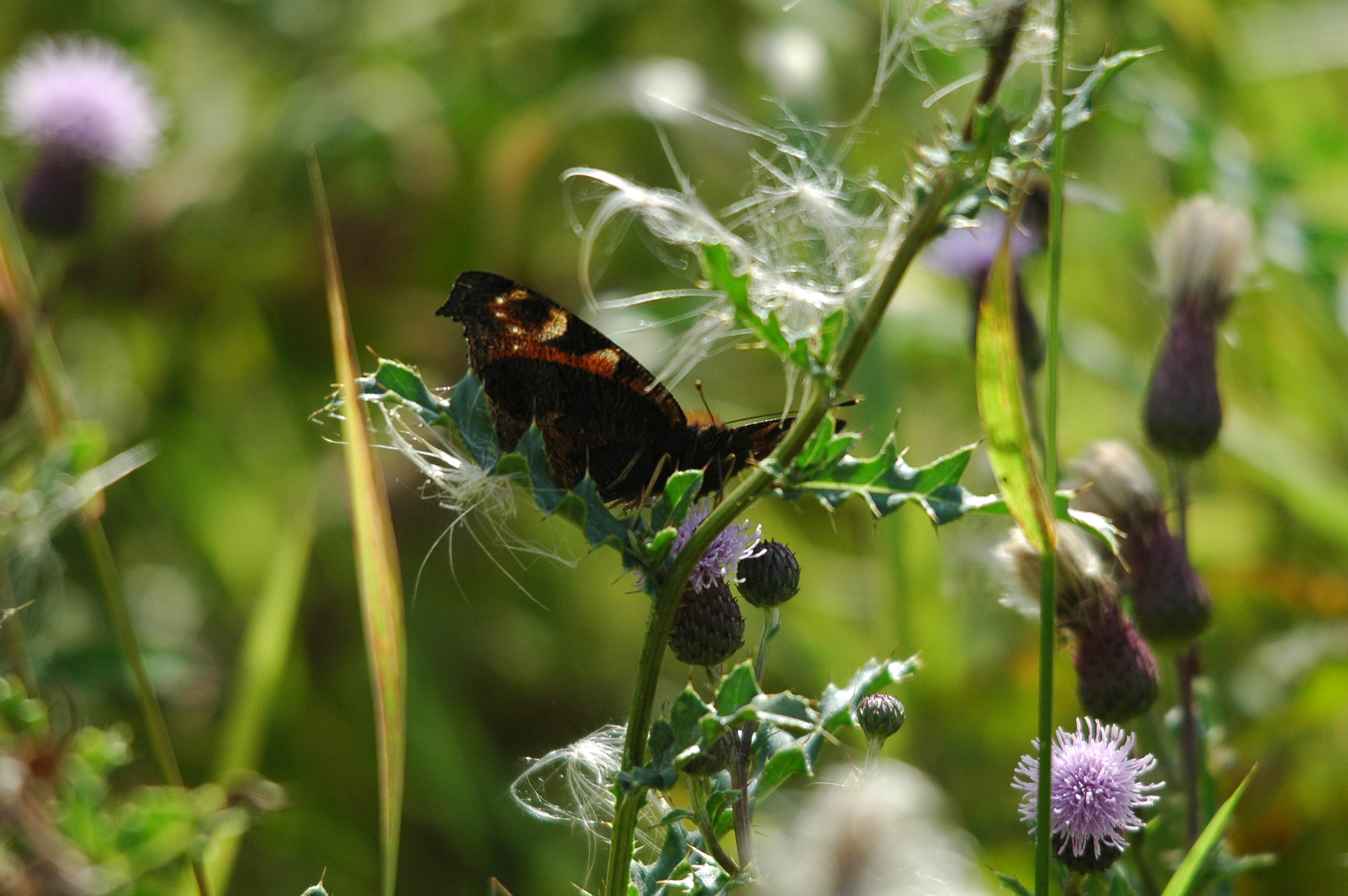 photos/wildlife/Invertebrate_Species/Butterflies/Peacock/dsc_2962.jpg