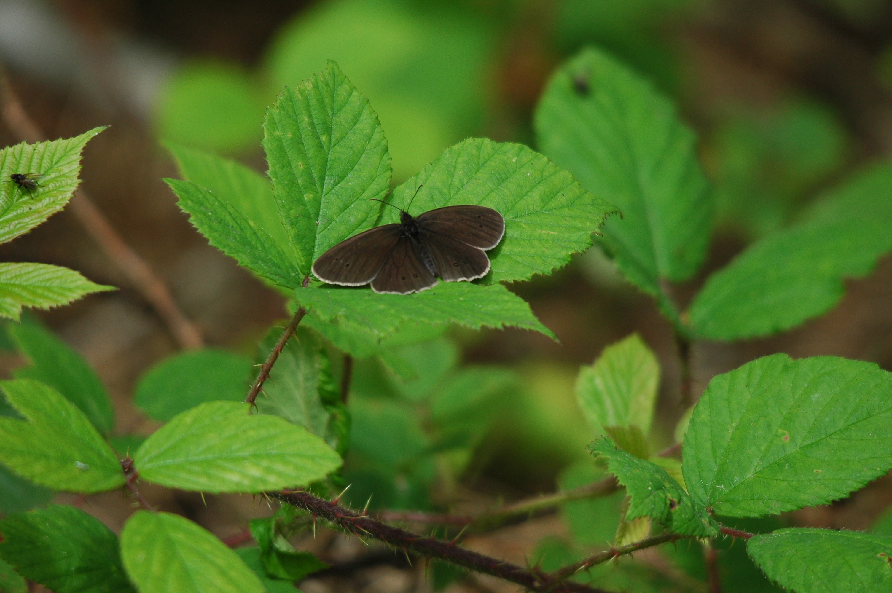 photos/wildlife/Invertebrate_Species/Butterflies/Ringlet/dsc_2435.jpg