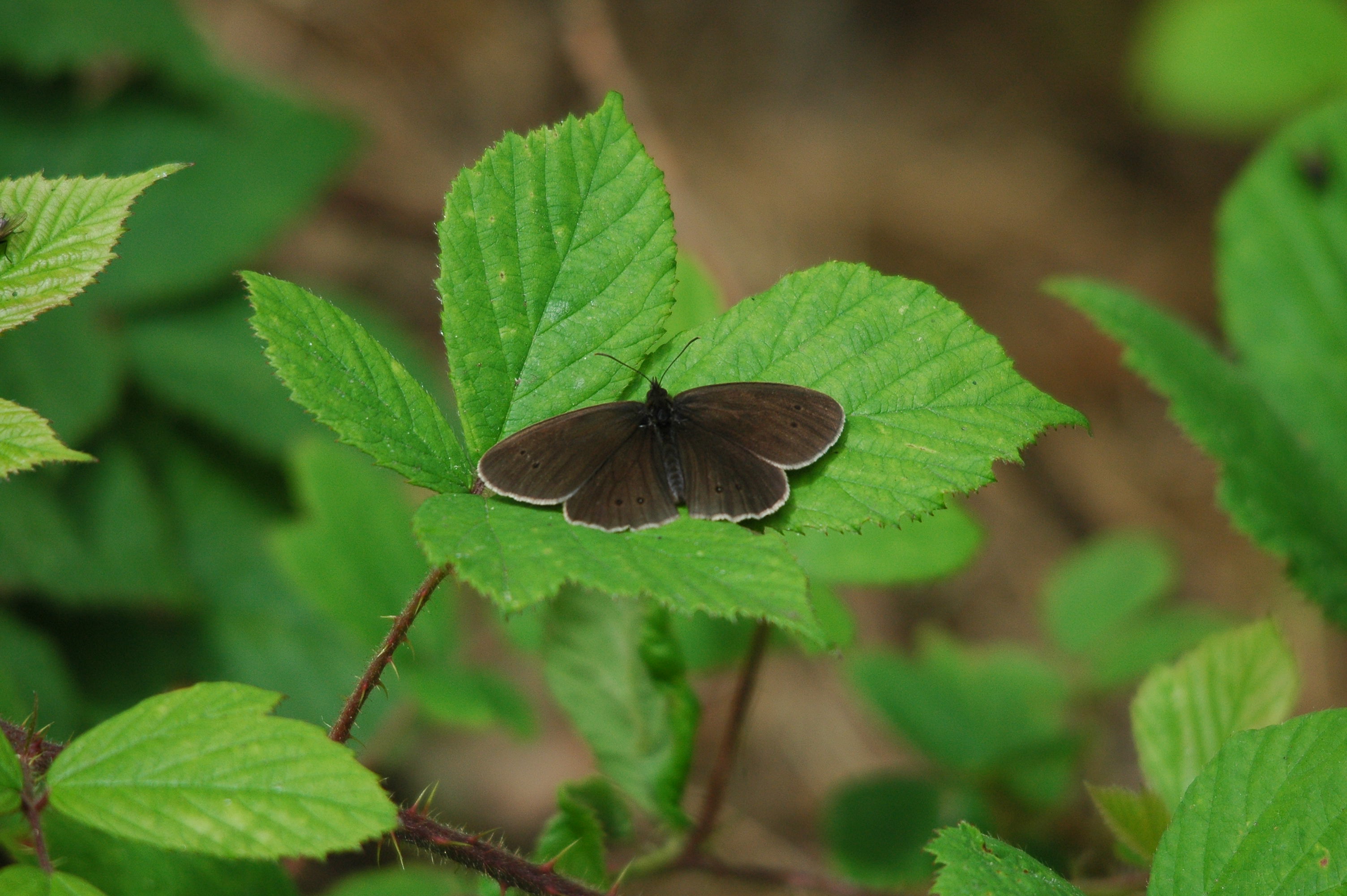 photos/wildlife/Invertebrate_Species/Butterflies/Ringlet/dsc_2437.jpg