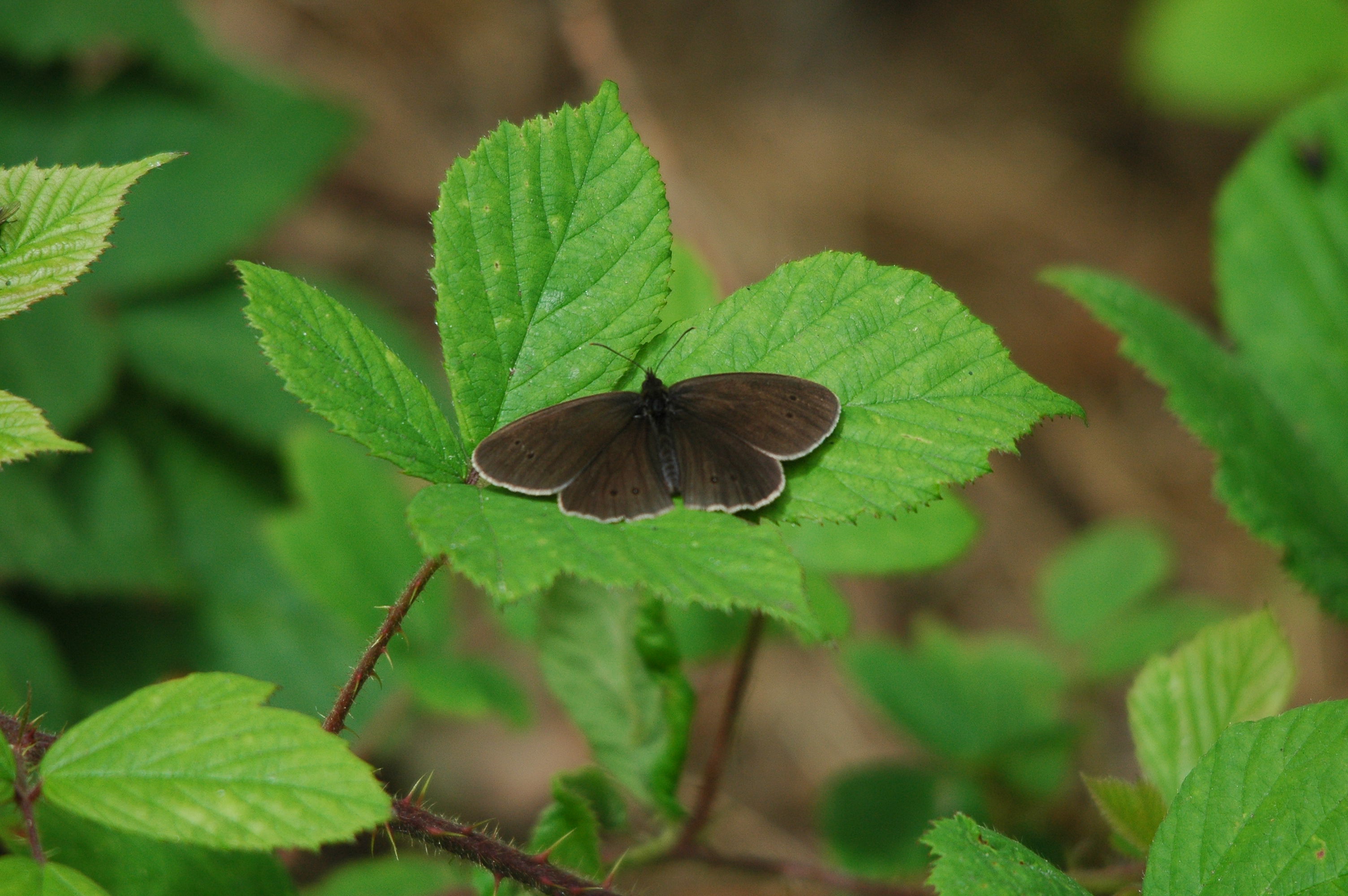photos/wildlife/Invertebrate_Species/Butterflies/Ringlet/dsc_2438.jpg