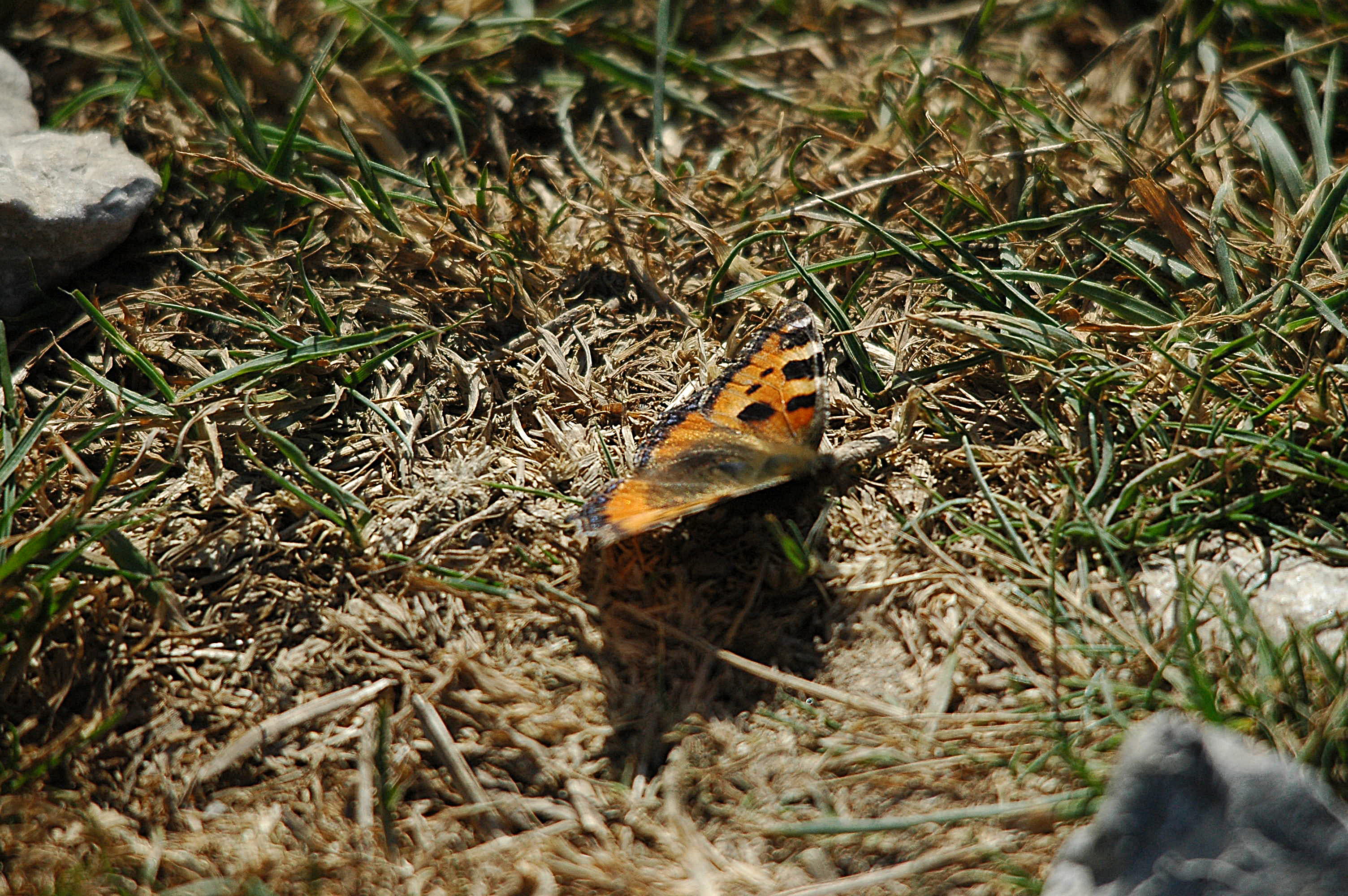 photos/wildlife/Invertebrate_Species/Butterflies/Ringlet/dsc_2574.jpg