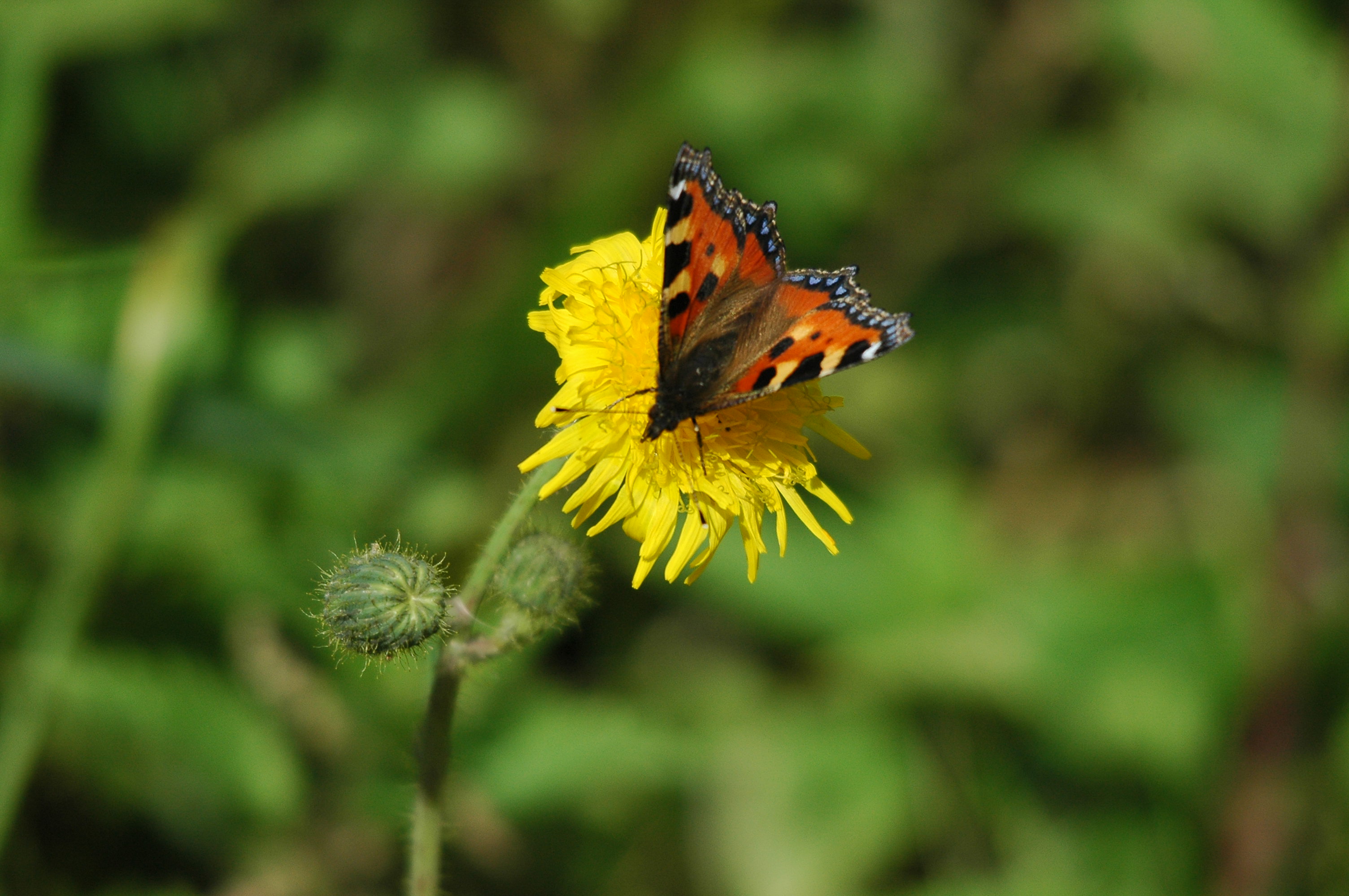 photos/wildlife/Invertebrate_Species/Butterflies/Small_Tortoiseshell/DSC_3225.JPG