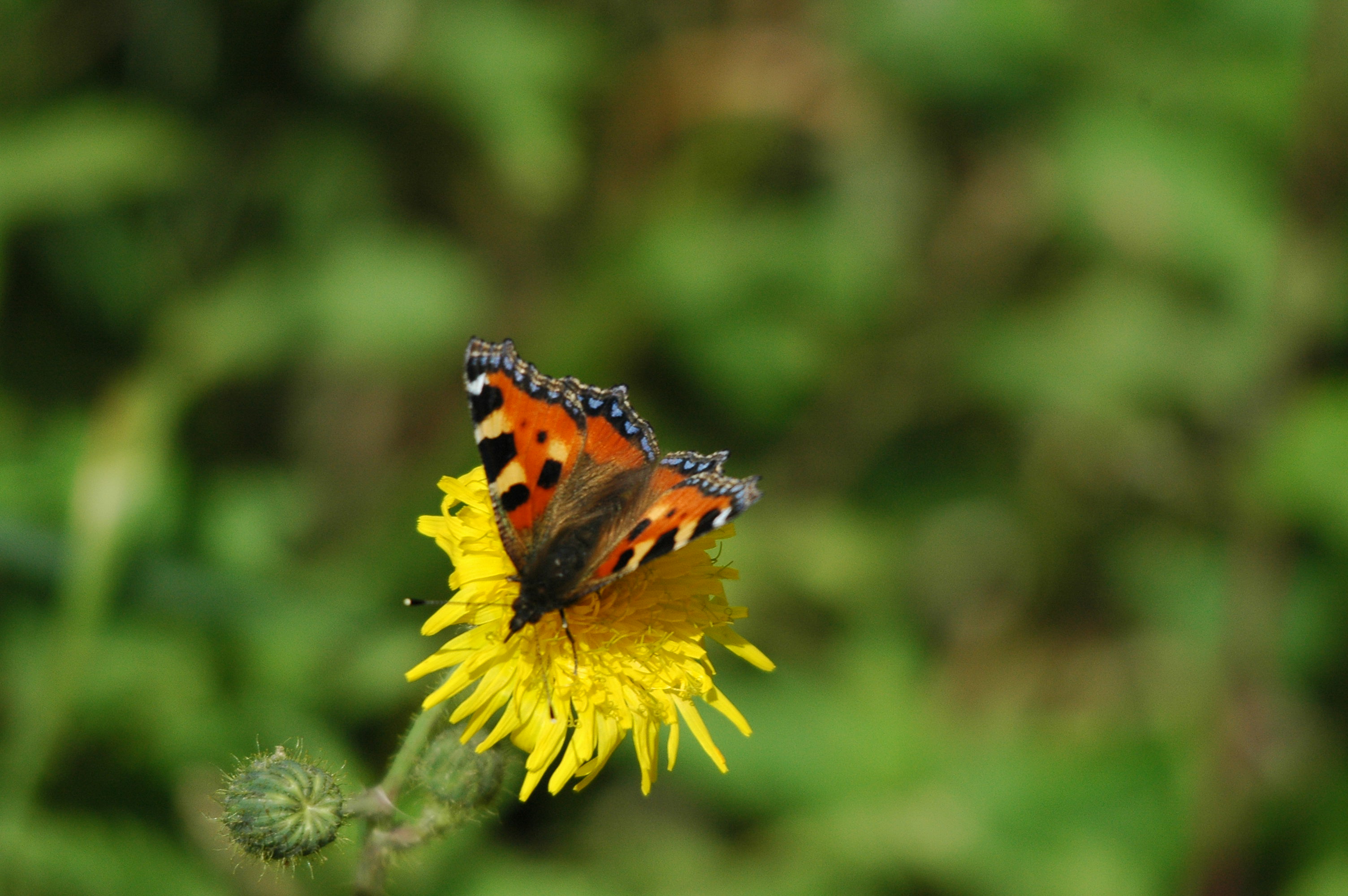 photos/wildlife/Invertebrate_Species/Butterflies/Small_Tortoiseshell/DSC_3226.JPG