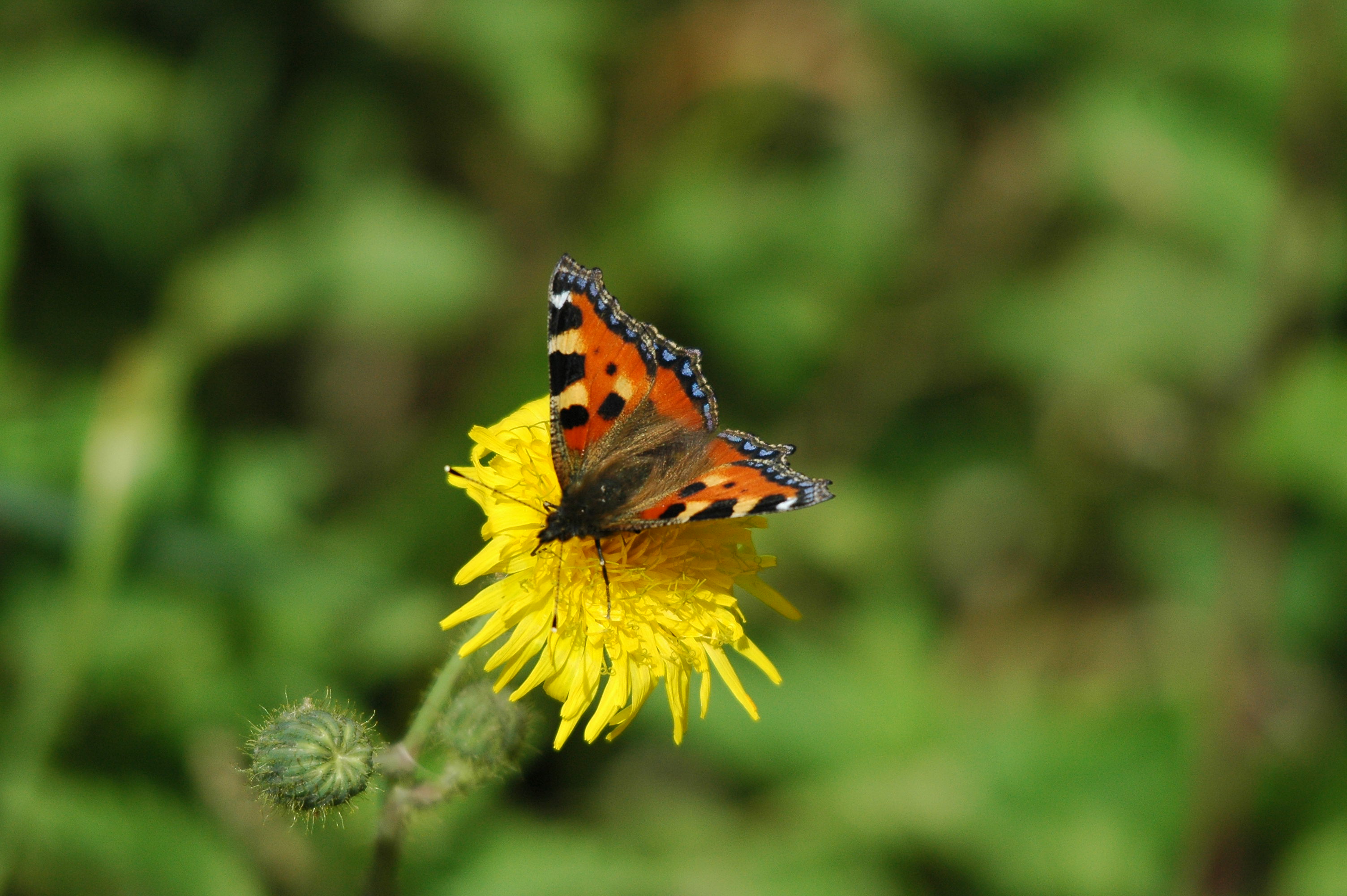 photos/wildlife/Invertebrate_Species/Butterflies/Small_Tortoiseshell/DSC_3227.JPG