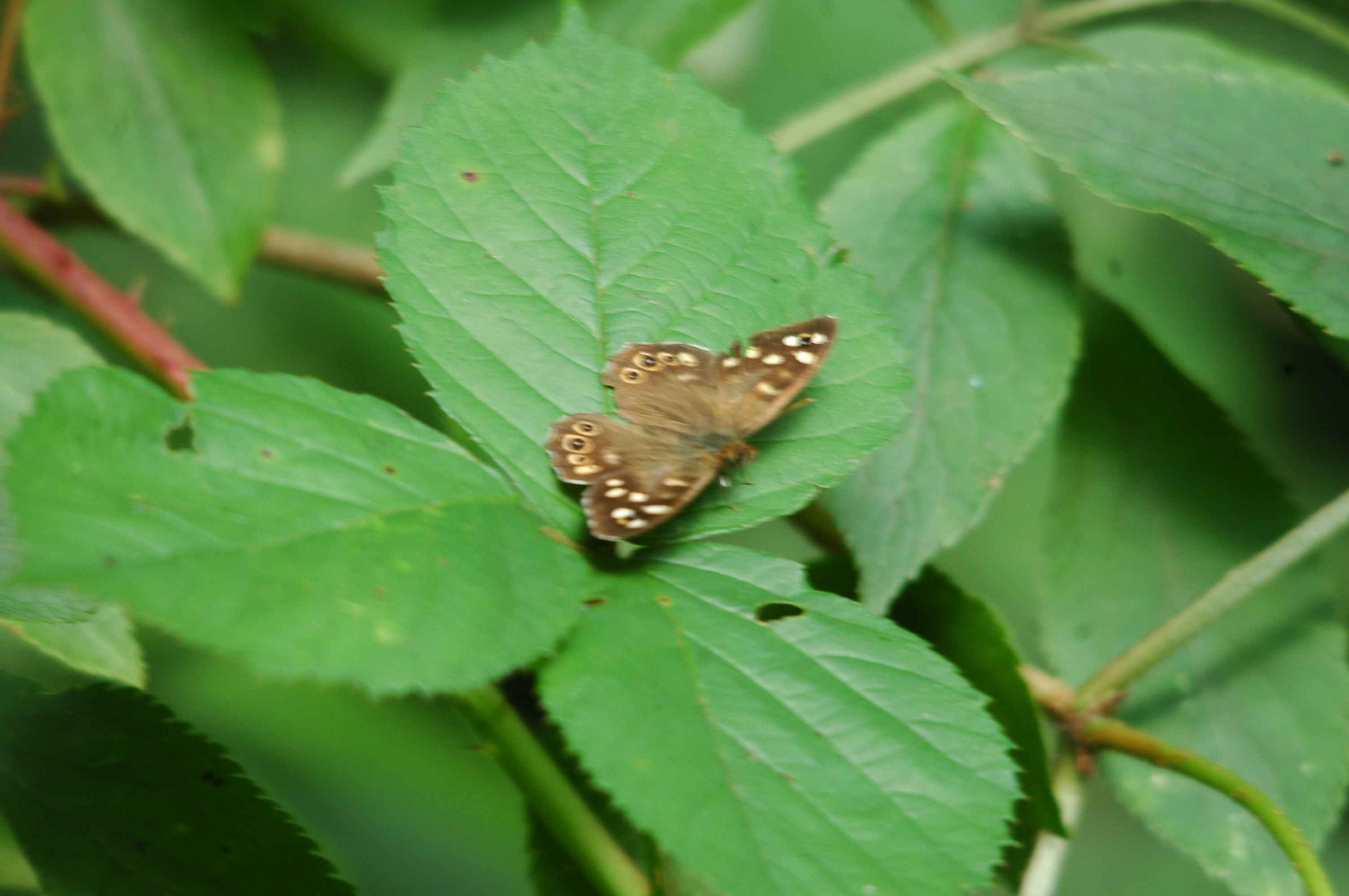 photos/wildlife/Invertebrate_Species/Butterflies/Speckled_Wood/20090811-Potteric_Carr-1.jpg