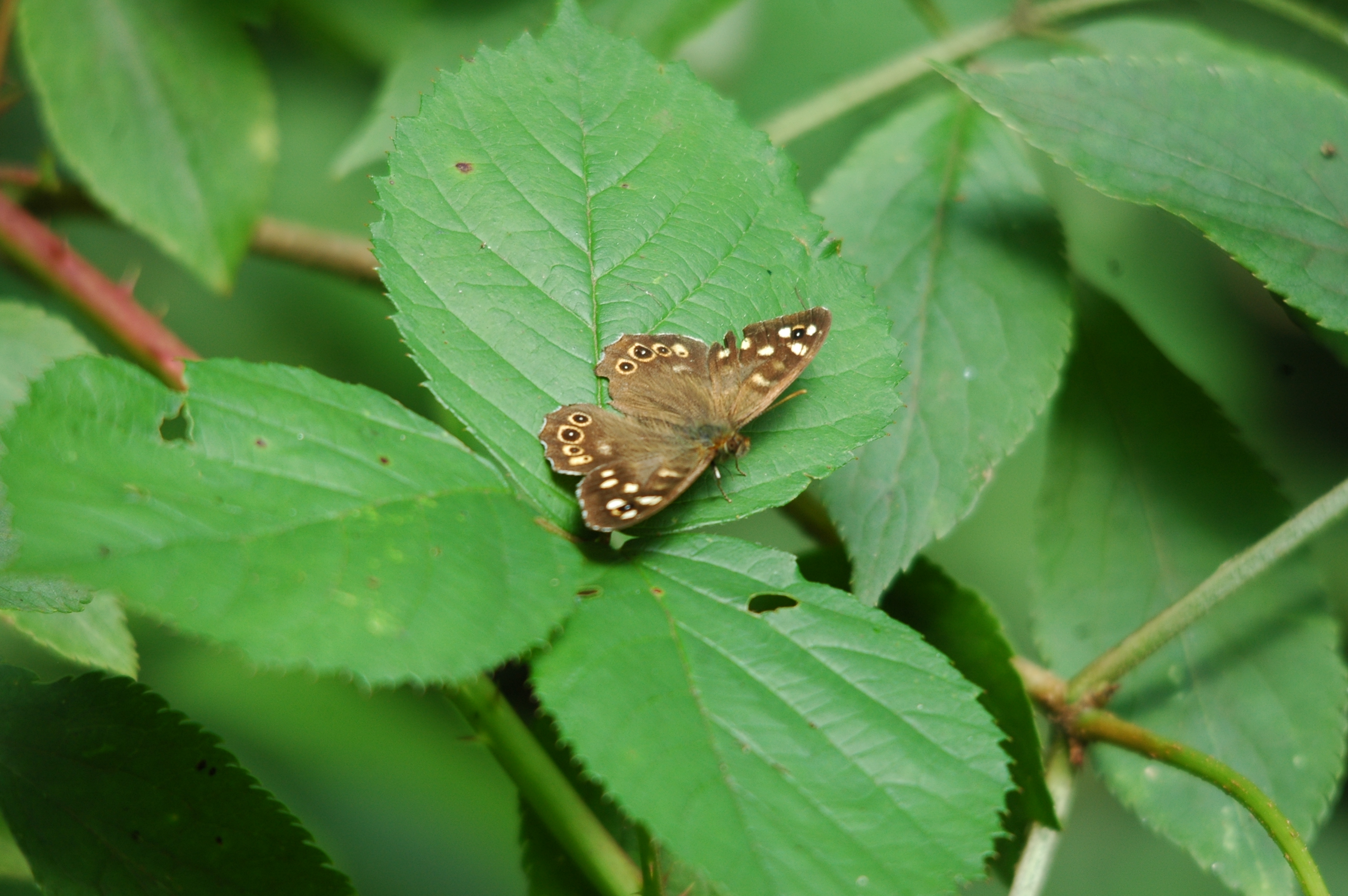 photos/wildlife/Invertebrate_Species/Butterflies/Speckled_Wood/20090811-Potteric_Carr-2.jpg