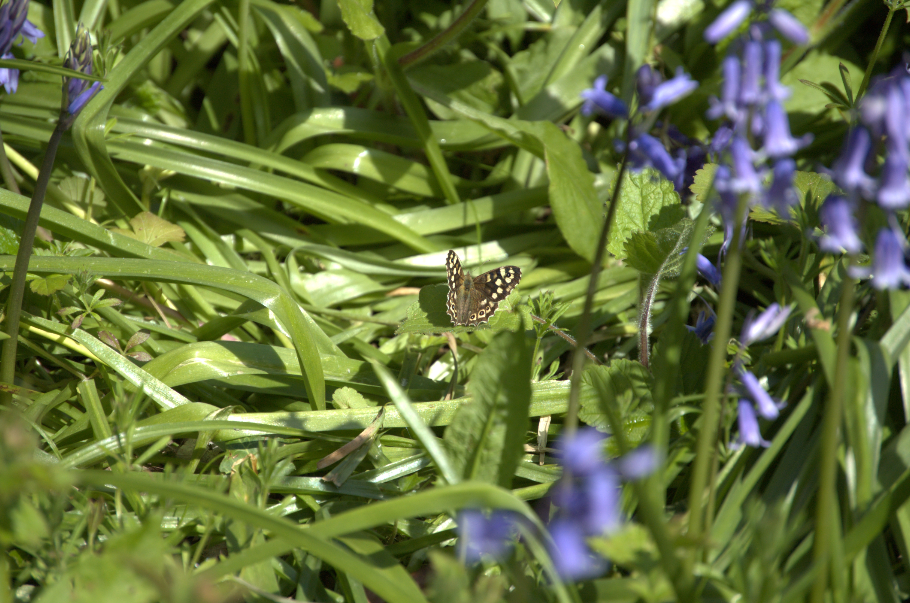 photos/wildlife/Invertebrate_Species/Butterflies/Speckled_Wood/DSC_2074.jpg