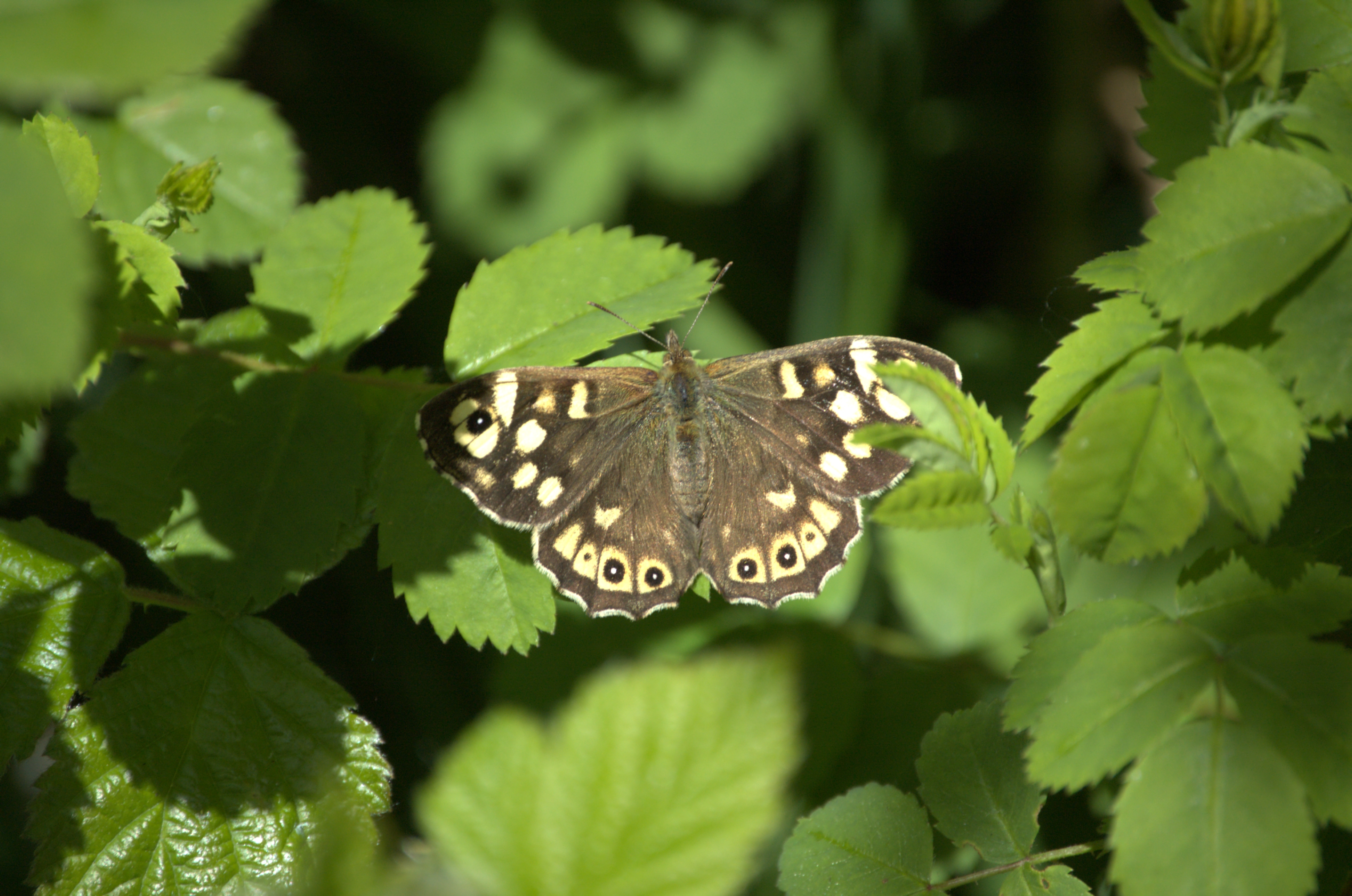 photos/wildlife/Invertebrate_Species/Butterflies/Speckled_Wood/DSC_2076.jpg