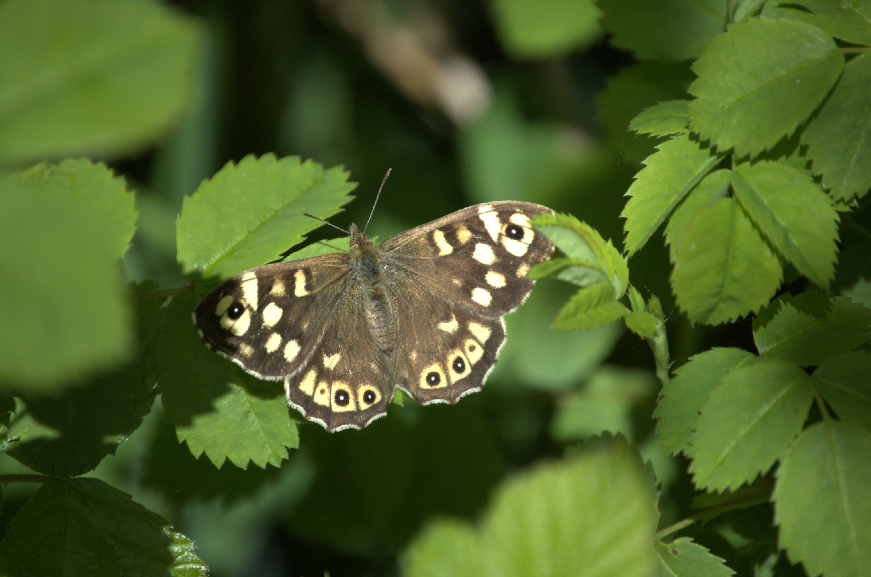 photos/wildlife/Invertebrate_Species/Butterflies/Speckled_Wood/DSC_2077.jpg