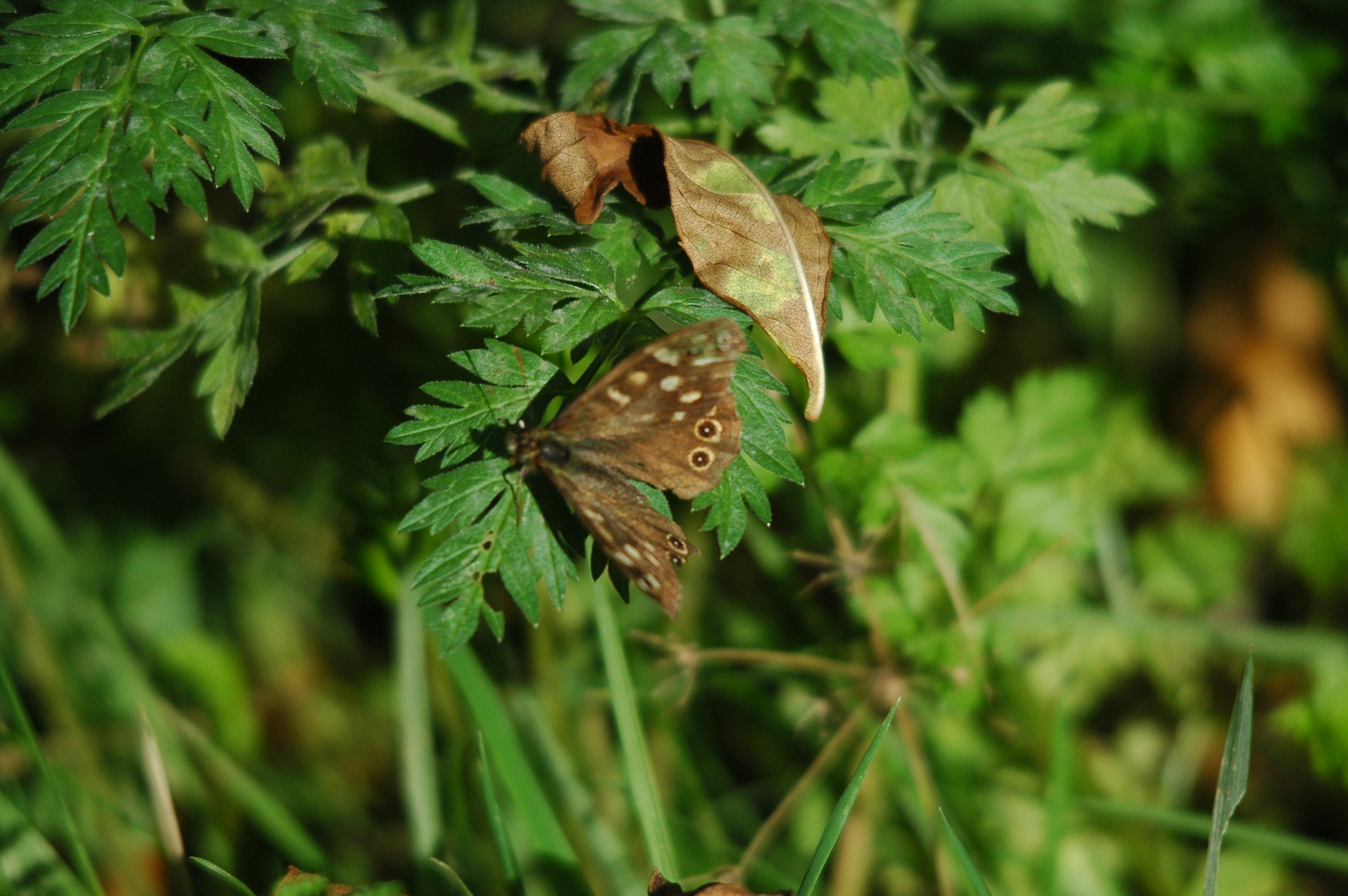 photos/wildlife/Invertebrate_Species/Butterflies/Speckled_Wood/DSC_3565.JPG
